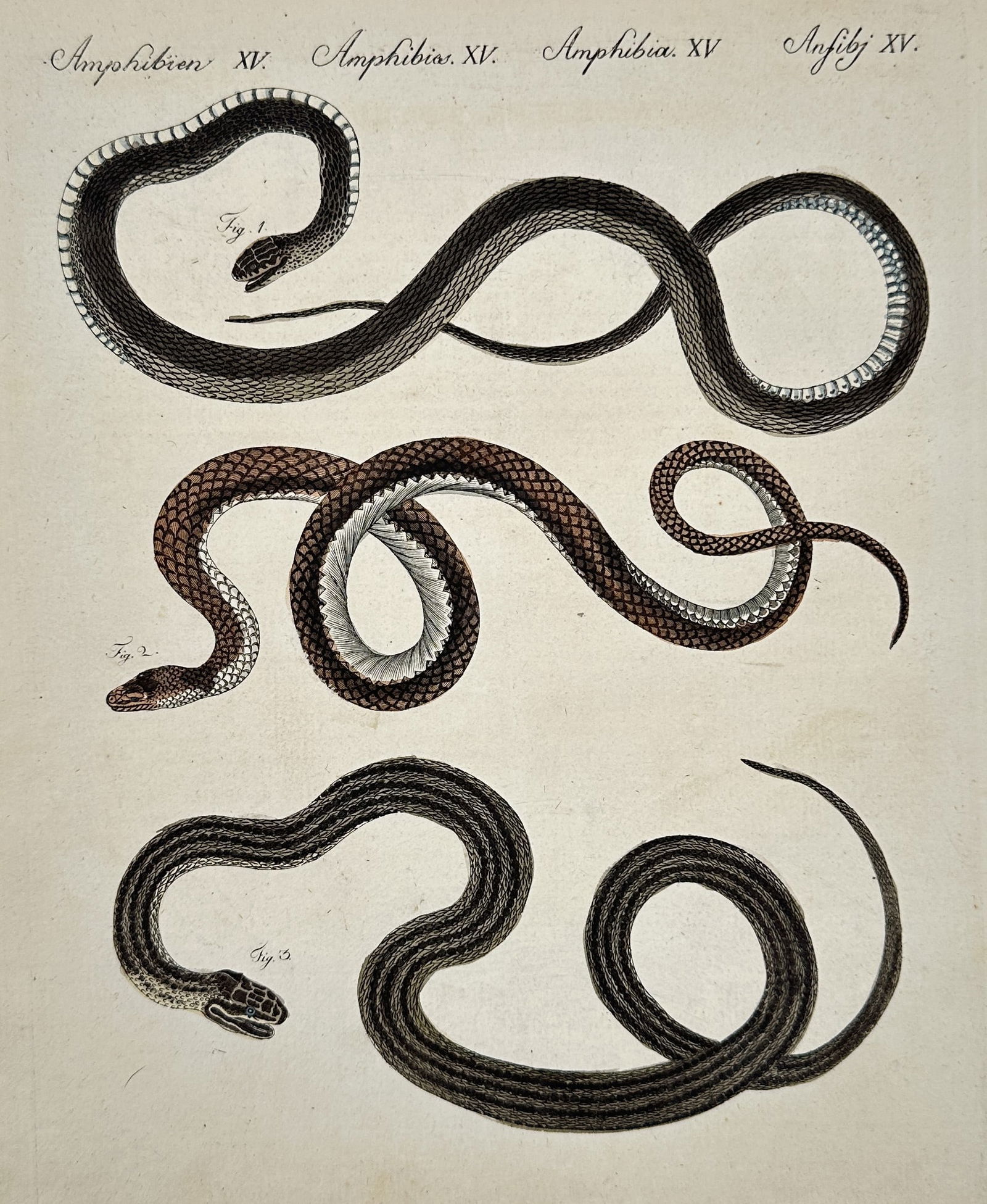 Friedrich Justin Bertuch (1747–1822) – Three Snakes – Hand-colored engraving (1800): This illustration depicts three distinct species of snakes, shown in undulating, coiled poses to highlight their varied scale patterns and dorsal markings. The print was created for a landmark educati
