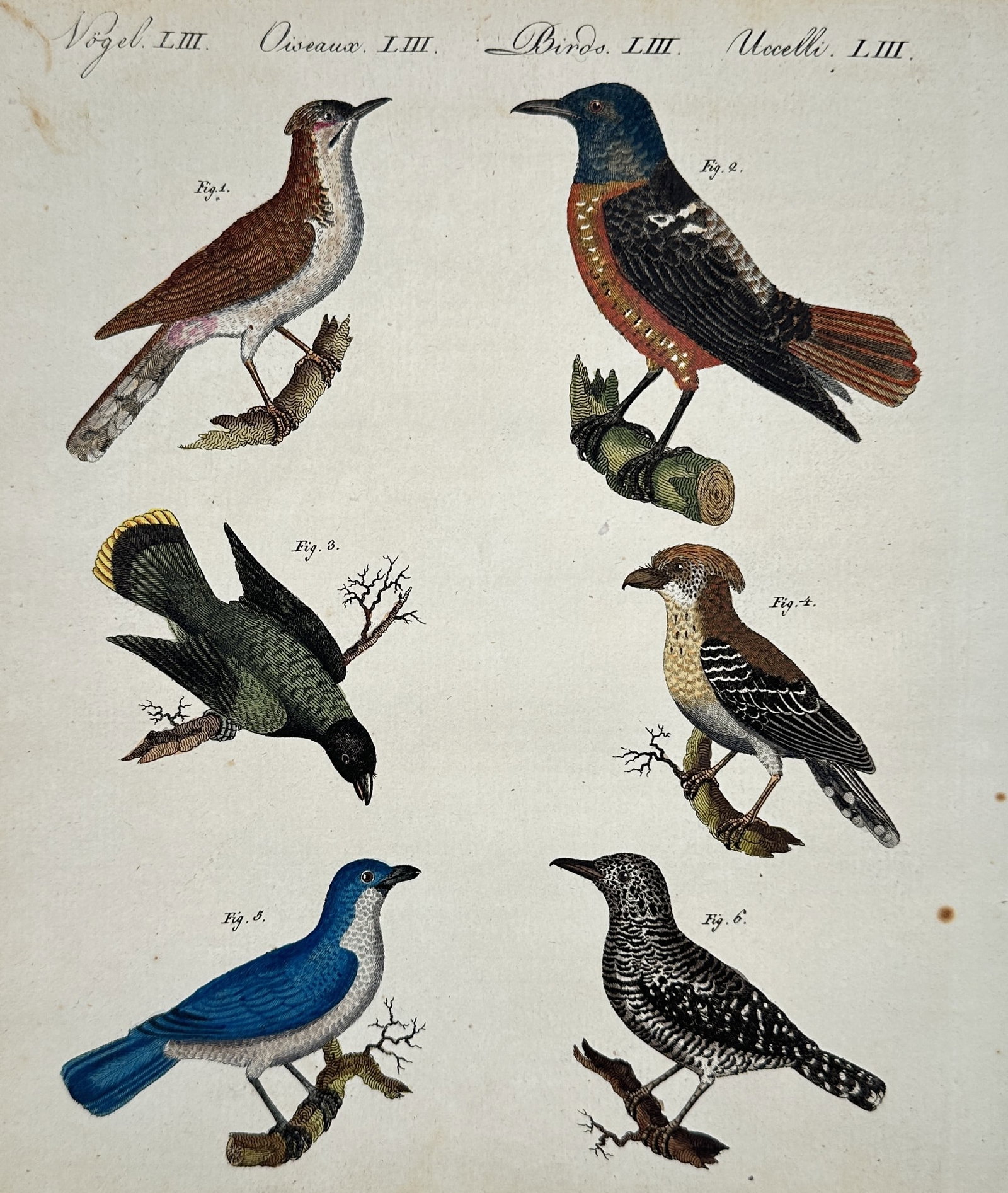 Friedrich Justin Bertuch (1747–1822) – Tropical and Song Birds – Hand-colored engraving: This illustration depicts six different species of birds, including a vibrant blue variety, a bird with a bright red breast, and several speckled songbirds, all shown in profile perched on small branc