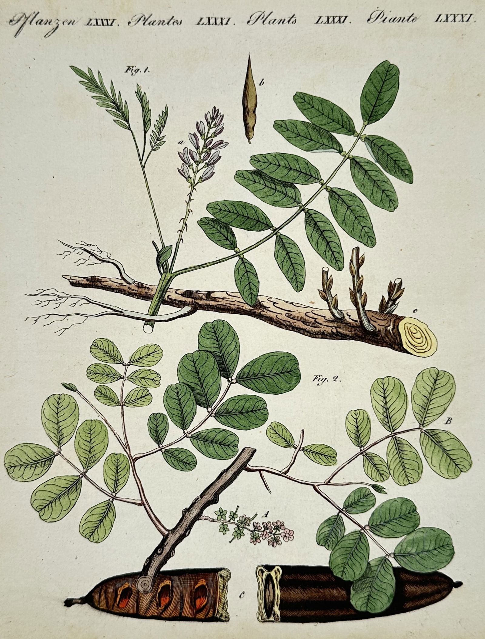 Friedrich Justin Bertuch (1747–1822) – Locust Tree and Seed Pods – Hand-colored engraving: This illustration features detailed botanical studies of a locust tree, including its pinnate leaves, clusters of small flowers, a cross-section of a branch, and a large, dark seed pod shown both whol