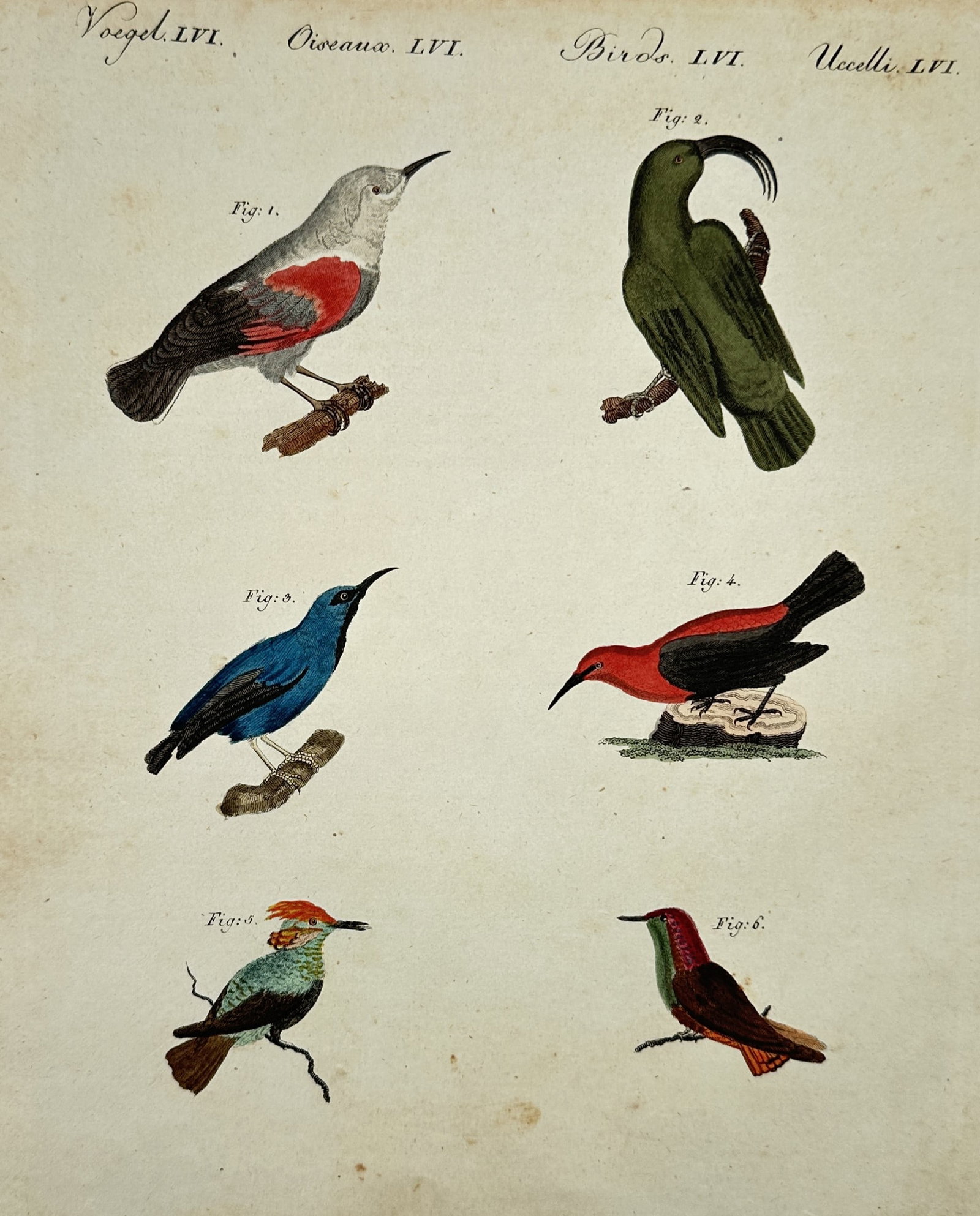 Friedrich Justin Bertuch (1747–1822) – species of Songbirds – Hand-colored engraving (1800): This illustration depicts six distinct species of birds, including a vibrant green variety with a unique curved crest, several birds with red and orange plumage, and a bright blue specimen perched on 