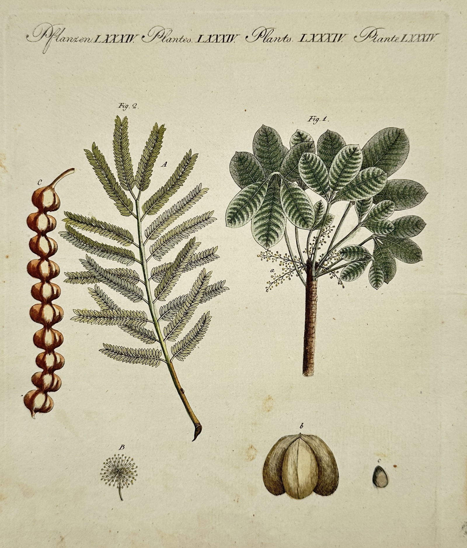 Friedrich Justin Bertuch (1747–1822) – Castor Bean and Acacia – Hand-colored engraving (1 of 2)