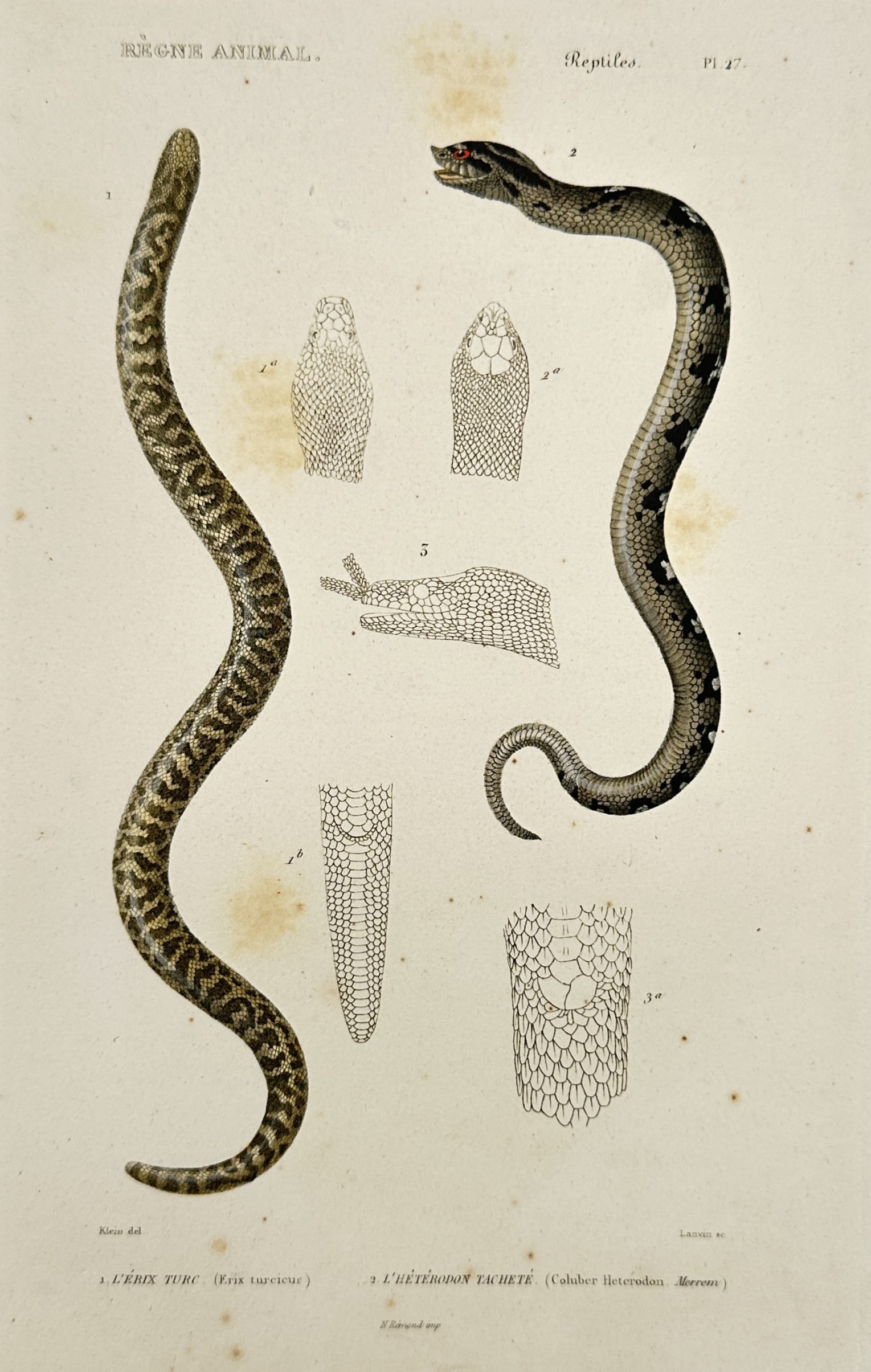 Georges Cuvier (1769–1832) – Sand Boa and Hog-nosed Snake – Engraving (1817): This engraving features two distinct reptilian species, including a sand boa with its thick, patterned body and a hog-nosed snake shown with its characteristic upturned snout and defensive posture. Th