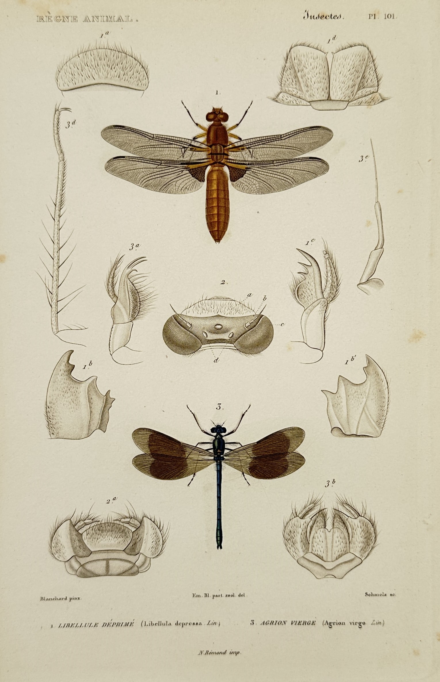 Georges Cuvier (1769–1832) – Dragonflies and Damselflies – Engraving (1817) (1 of 2)