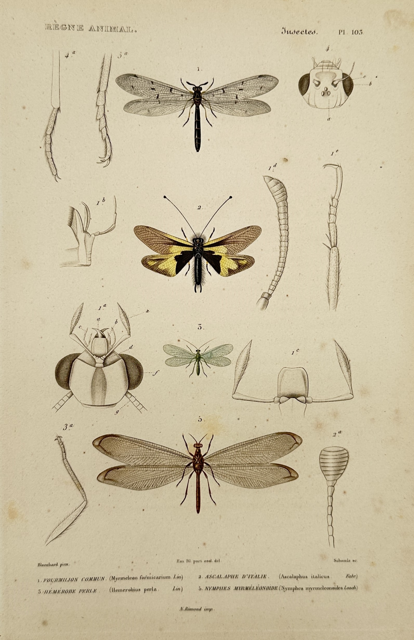 Georges Cuvier (1769–1832) – Antlions and Lacewings – Engraving (1817): This engraving features a detailed scientific arrangement of neuropterous insects, including a common antlion with its distinctive mottled wings and a lace-wing specimen with its characteristic delica