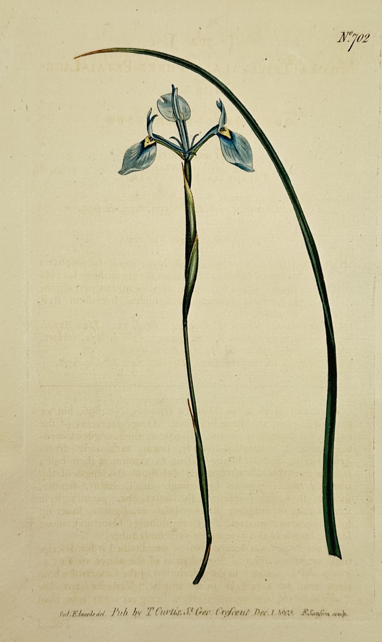 Sydenham Edwards (1768–1819) – Blue Iris – Hand-colored engraving (1804) (1 of 2)