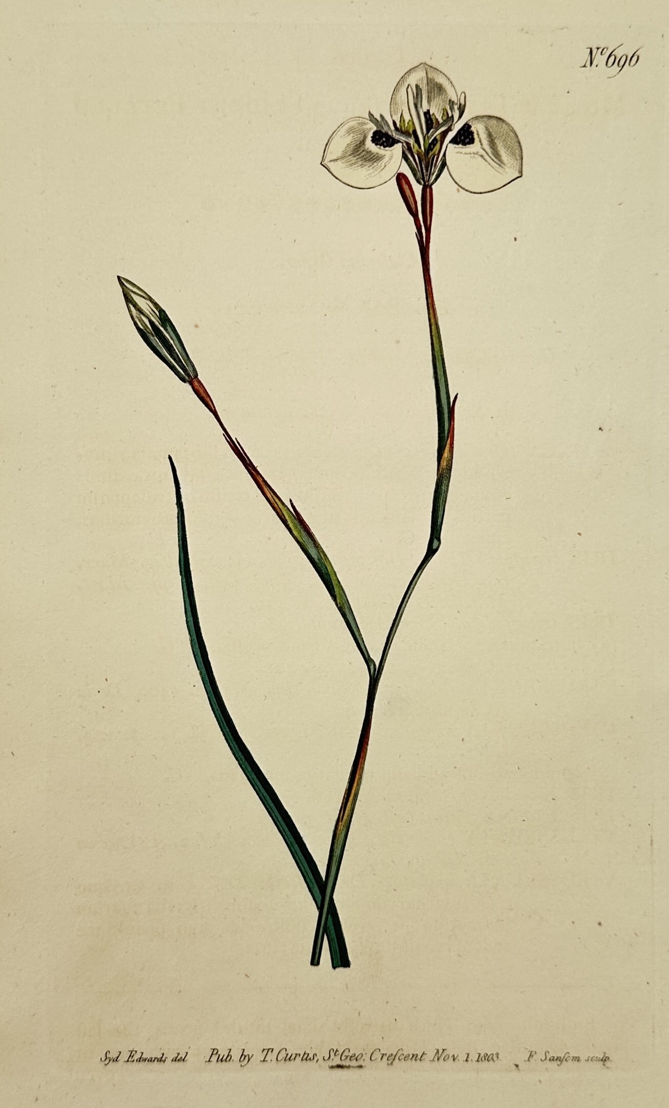 Sydenham Edwards (1768–1819) – White and Purple Iris – Hand-colored engraving (1803) (1 of 2)