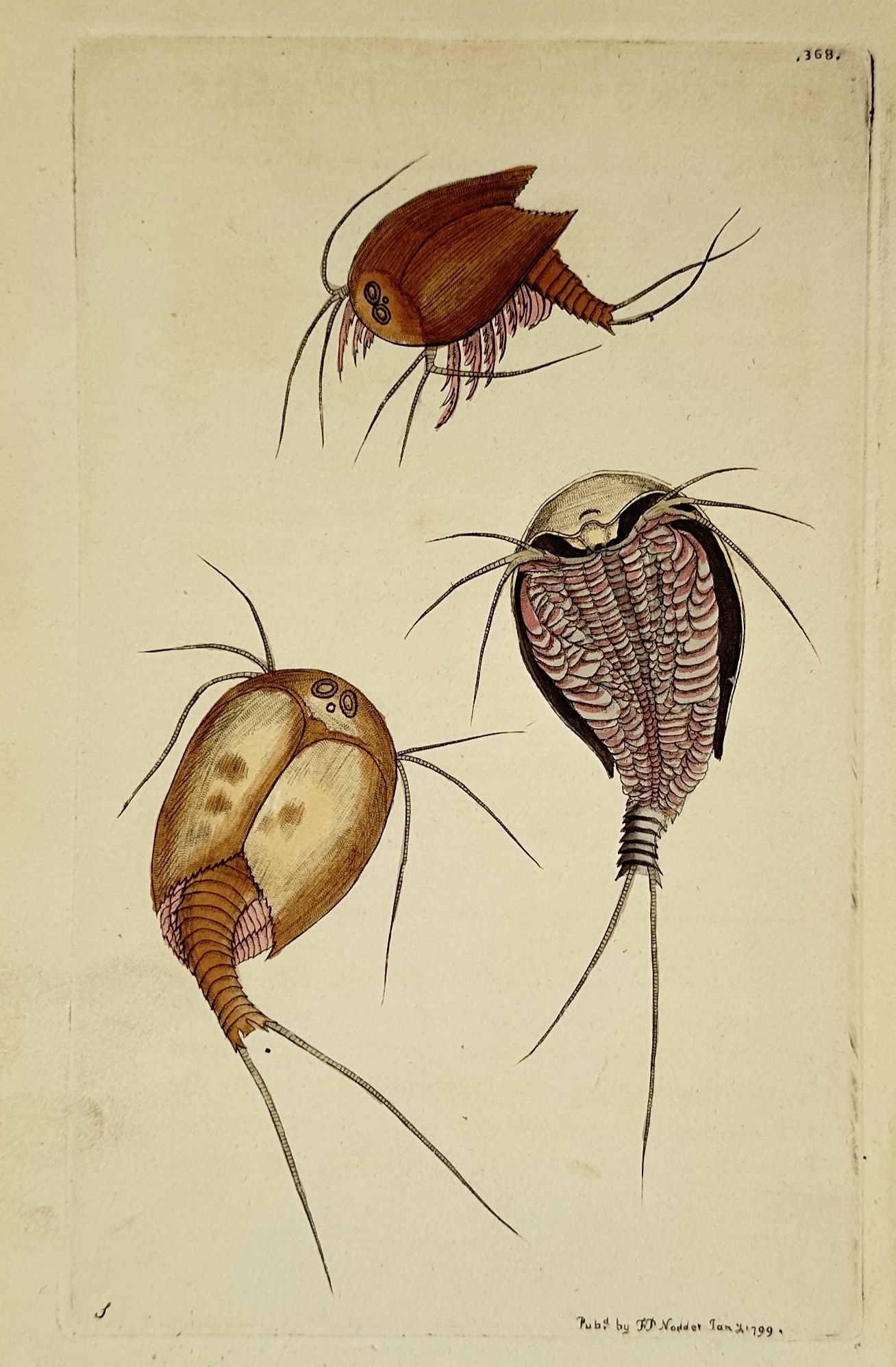 Frederick Polydore Nodder (1751–1801) – Tadpole Shrimp (Apus cancriformis): This illustration depicts three views of the tadpole shrimp, an ancient crustacean often referred to as a "living fossil." The engraving shows the specimen from dorsal, ventral, and profile perspectiv