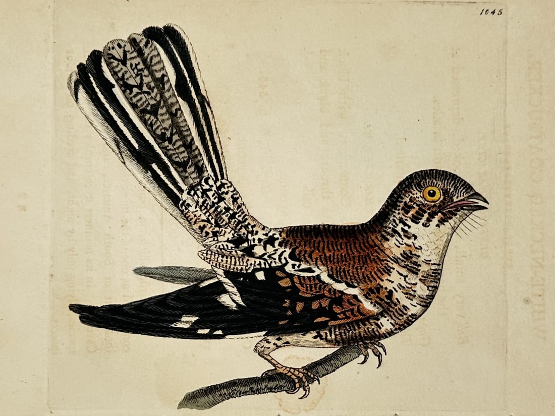 Frederick Polydore Nodder (1751–1801) – The Spotted Cuckoo – Hand-colored engraving: This illustration depicts a spotted cuckoo perched on a single branch, showcasing its intricate brown and white plumage and elongated tail feathers. The work was originally produced for The Naturalist