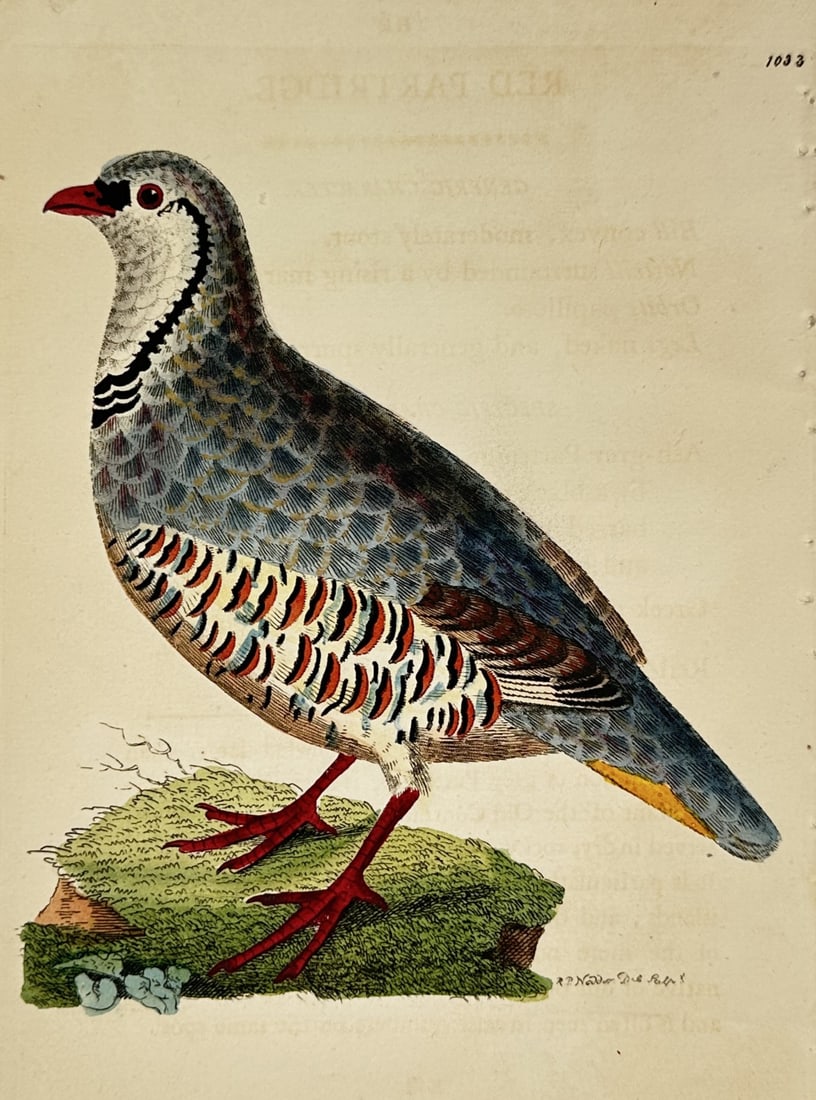 Frederick Polydore Nodder (1751–1801) – Red Partridge – Hand-colored engraving (1803) (1 of 2)
