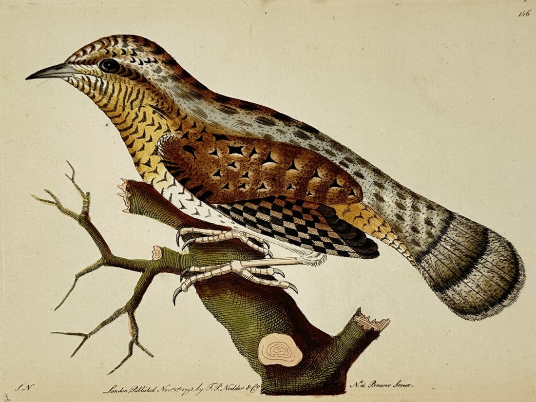 Frederick Polydore Nodder (1751–1801) – Eurasian Wryneck – Hand-colored engraving (1793) (1 of 2)