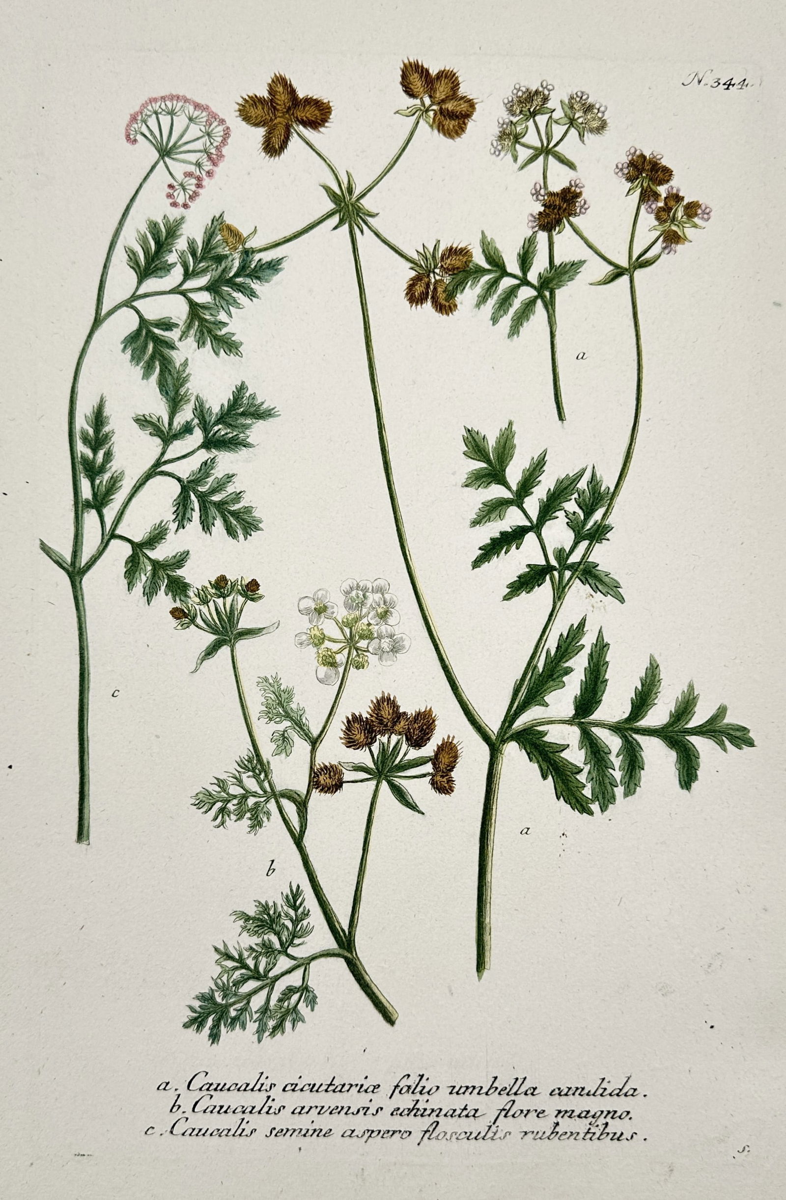 Johann Wilhelm Weinmann (1683–1741) – Varieties of Bur-Parsley – Hand-colored engraving (1 of 2)