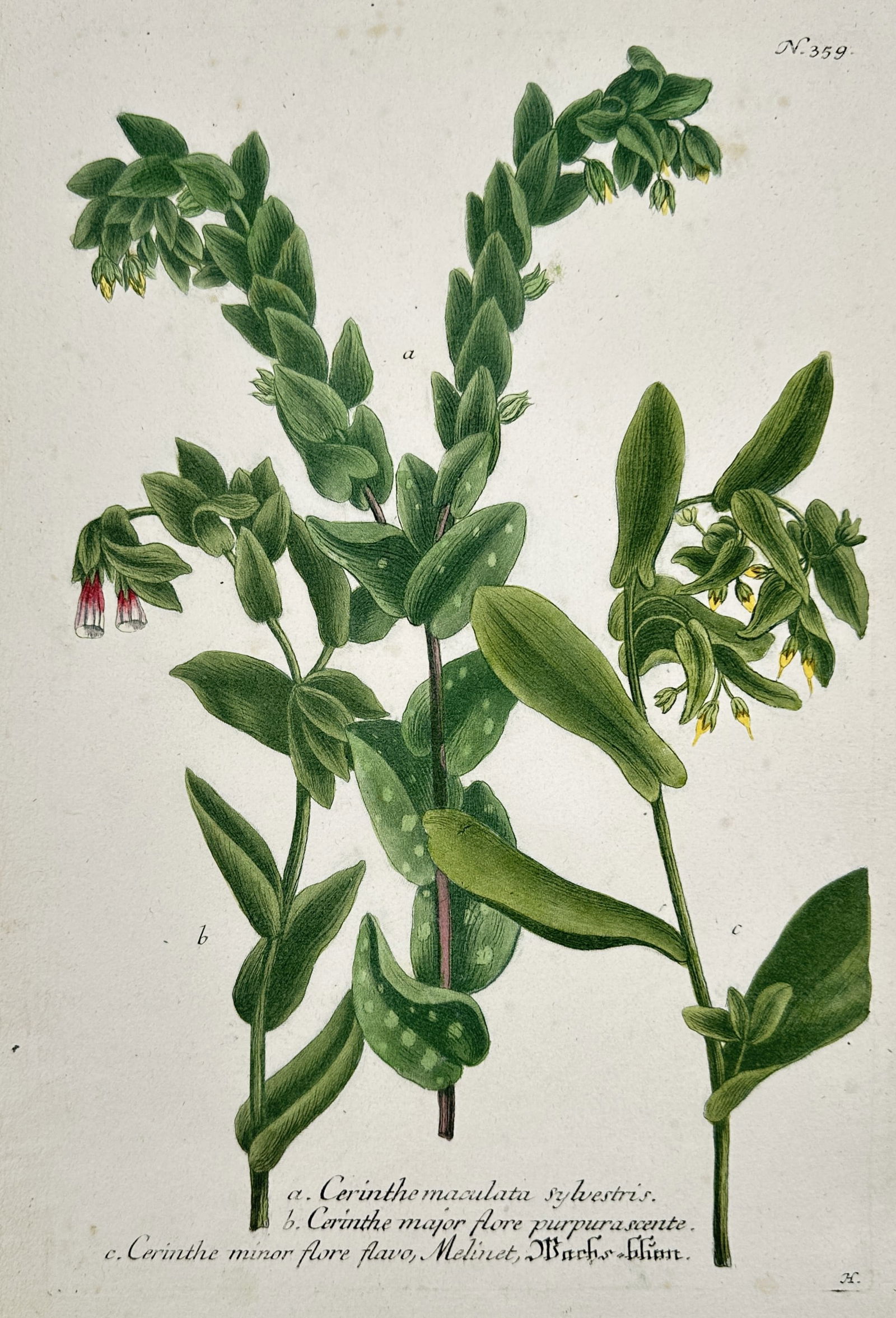 Johann Wilhelm Weinmann (1683–1741) – Honeywort Varieties – Hand-colored engraving (1745) (1 of 2)