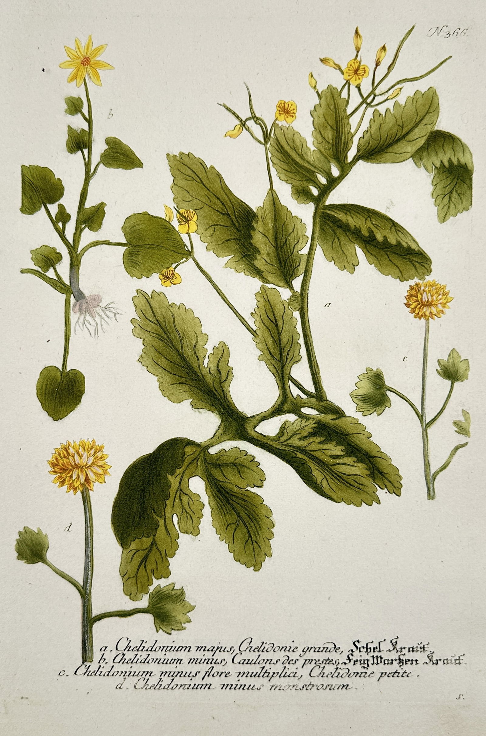 Johann Wilhelm Weinmann (1683–1741) – Varieties of Greater and Lesser Celandine: This botanical illustration depicts several varieties of celandine, including the Greater Celandine (Chelidonium majus) with its characteristic lobed leaves and small four-petaled yellow flowers. The