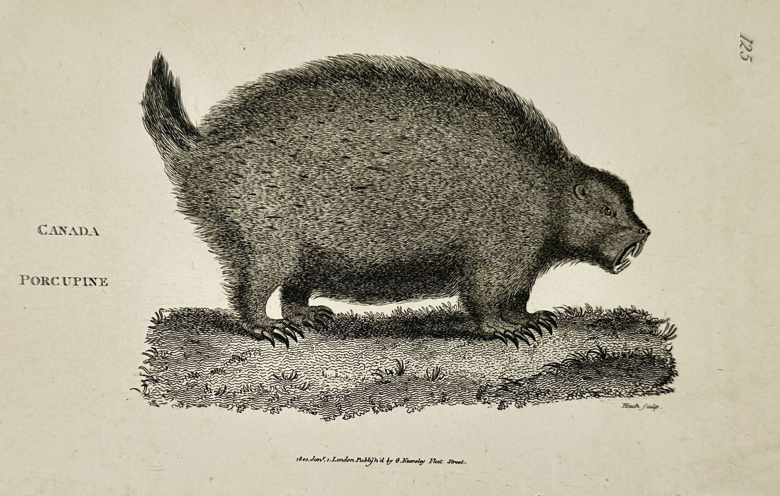 George Shaw (1751–1813) – Canada Porcupine – Illustration (1800): This print features a natural history illustration of a Canada porcupine, depicted in profile standing on a small patch of grassy earth. The animal is shown with its characteristic thick coat of quill