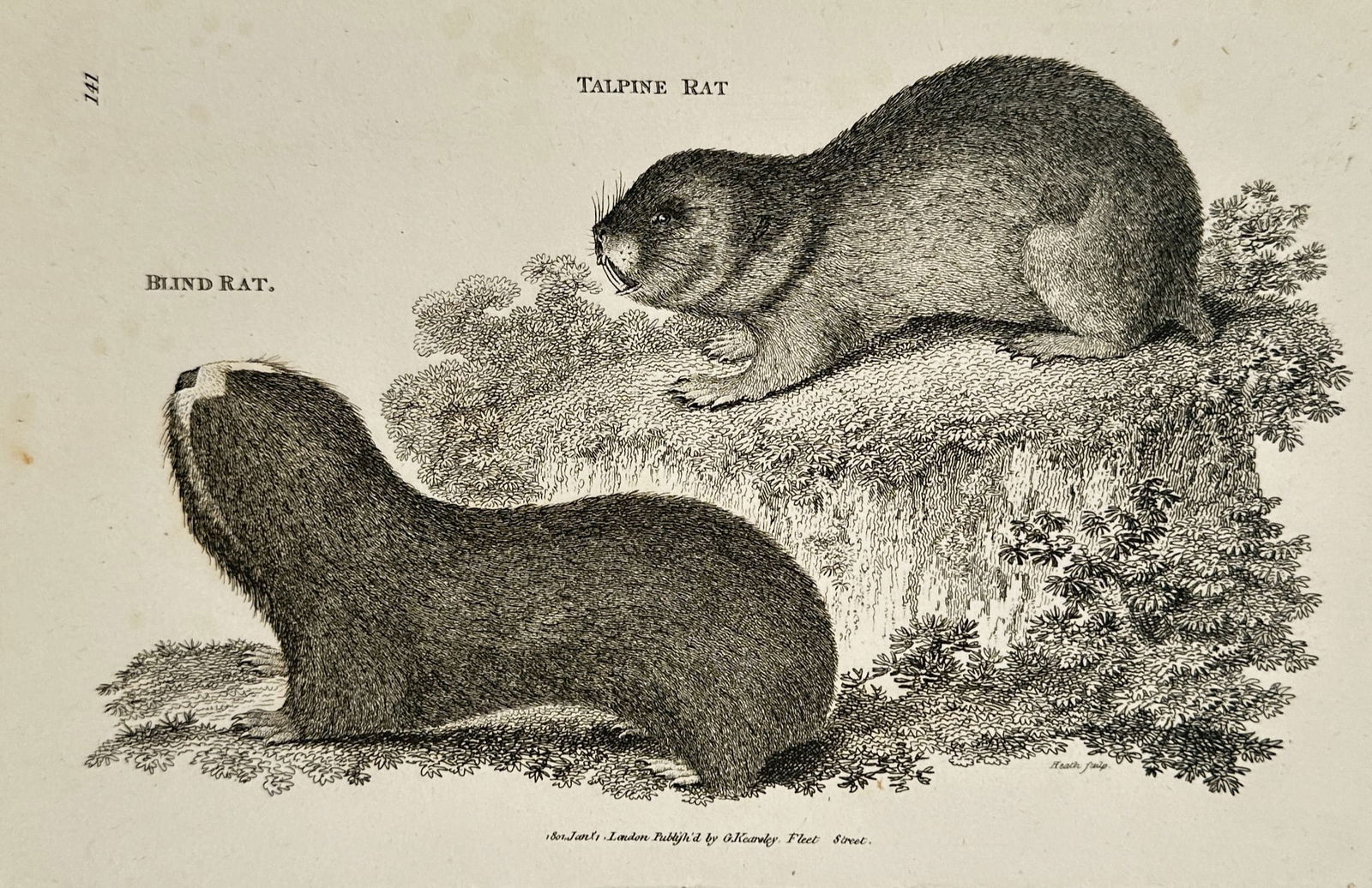 George Shaw (1751–1813) – Talpine Rat and Blind Rat – Engraving (1800): This set of natural history illustrations features two distinct rodent species, the Talpine Rat and the Blind Rat, each depicted in a naturalistic landscape setting. The engravings provide detailed an