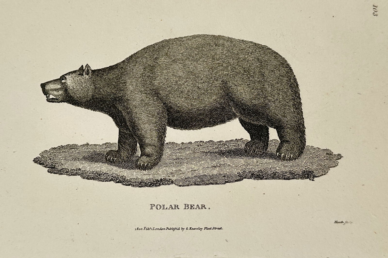 George Shaw (1751–1813) – Polar Bear – Engraving (1800) (1 of 2)