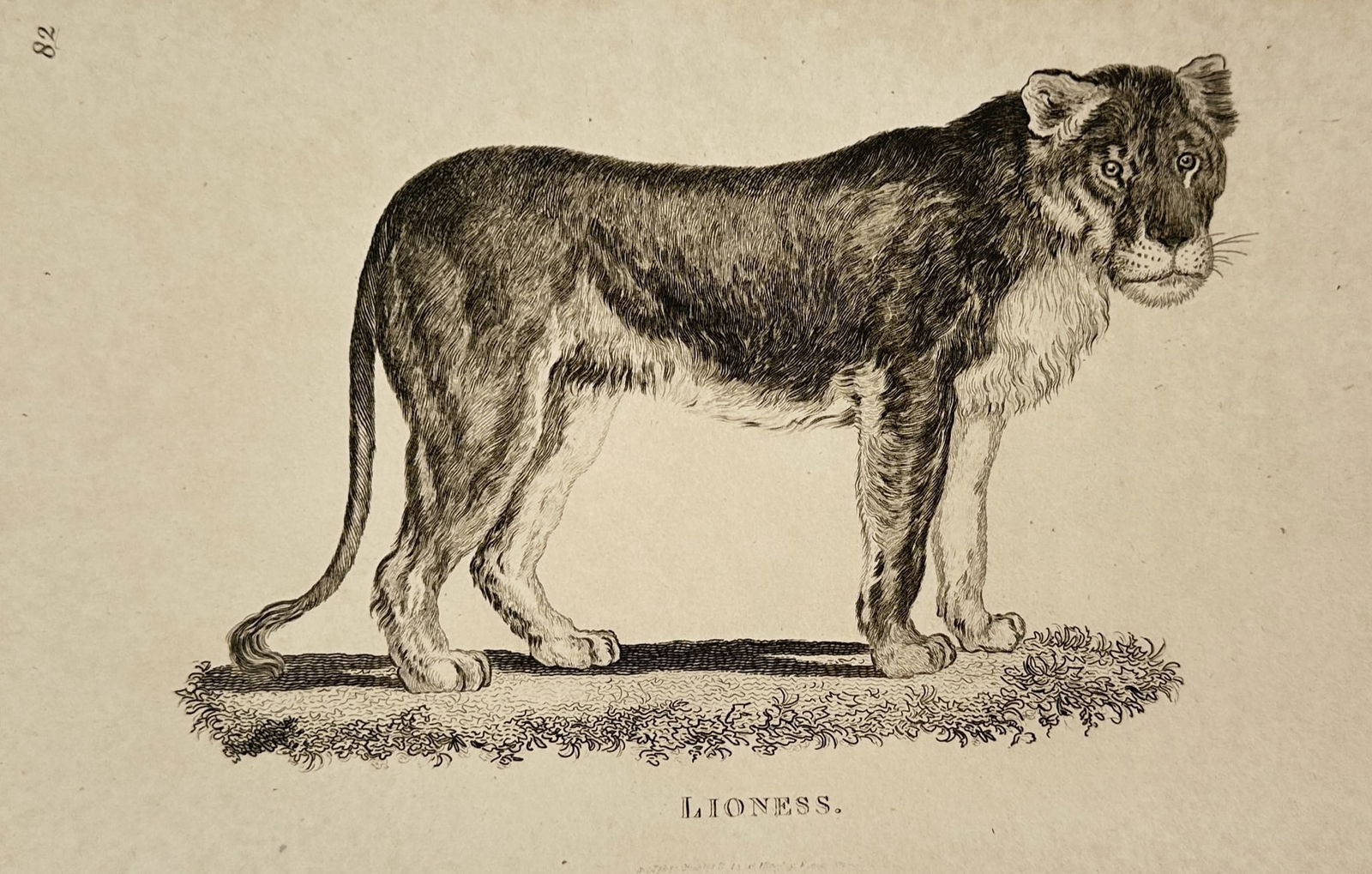George Shaw (1751–1813) – Lioness – Engraving (1800): This print features a natural history illustration of a lioness, depicted in a side profile standing upon a textured, grassy mound. The animal is rendered with fine stippling and line work to capture