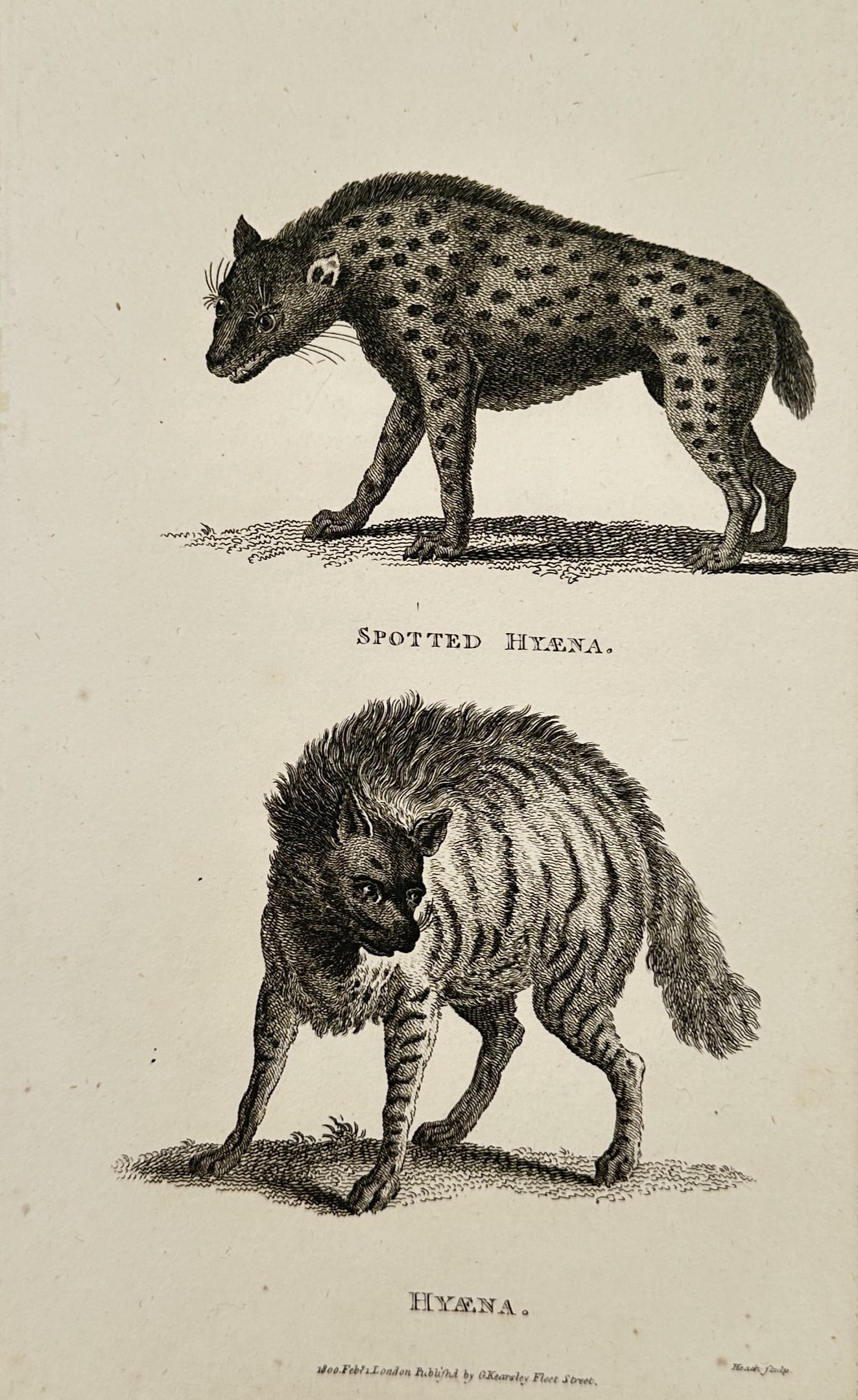 George Shaw (1751–1813) – Spotted Hyena and Striped Hyena – Engraving (1800): This print features natural history illustrations of two hyena species, the Spotted Hyena and the Striped Hyena, each shown in profile within a minimalist landscape setting. The animals are rendered w