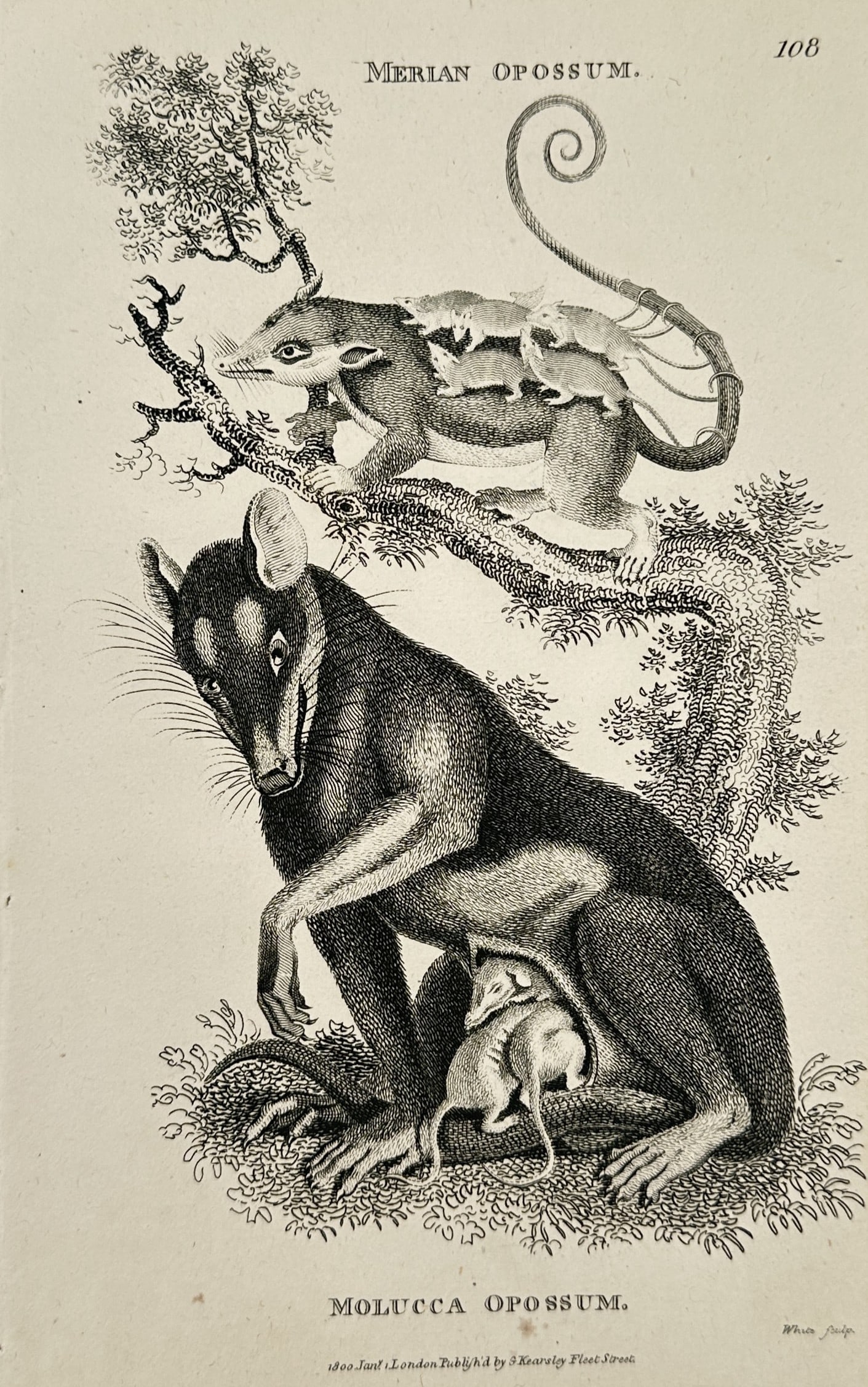 George Shaw (1751–1813) – Merian Opossum and Molucca Opossum – Engraving (1800): This print features natural history illustrations of two marsupial species, the Merian Opossum and the Molucca Opossum, each depicted in a naturalistic arboreal setting. The animals are shown in dynam