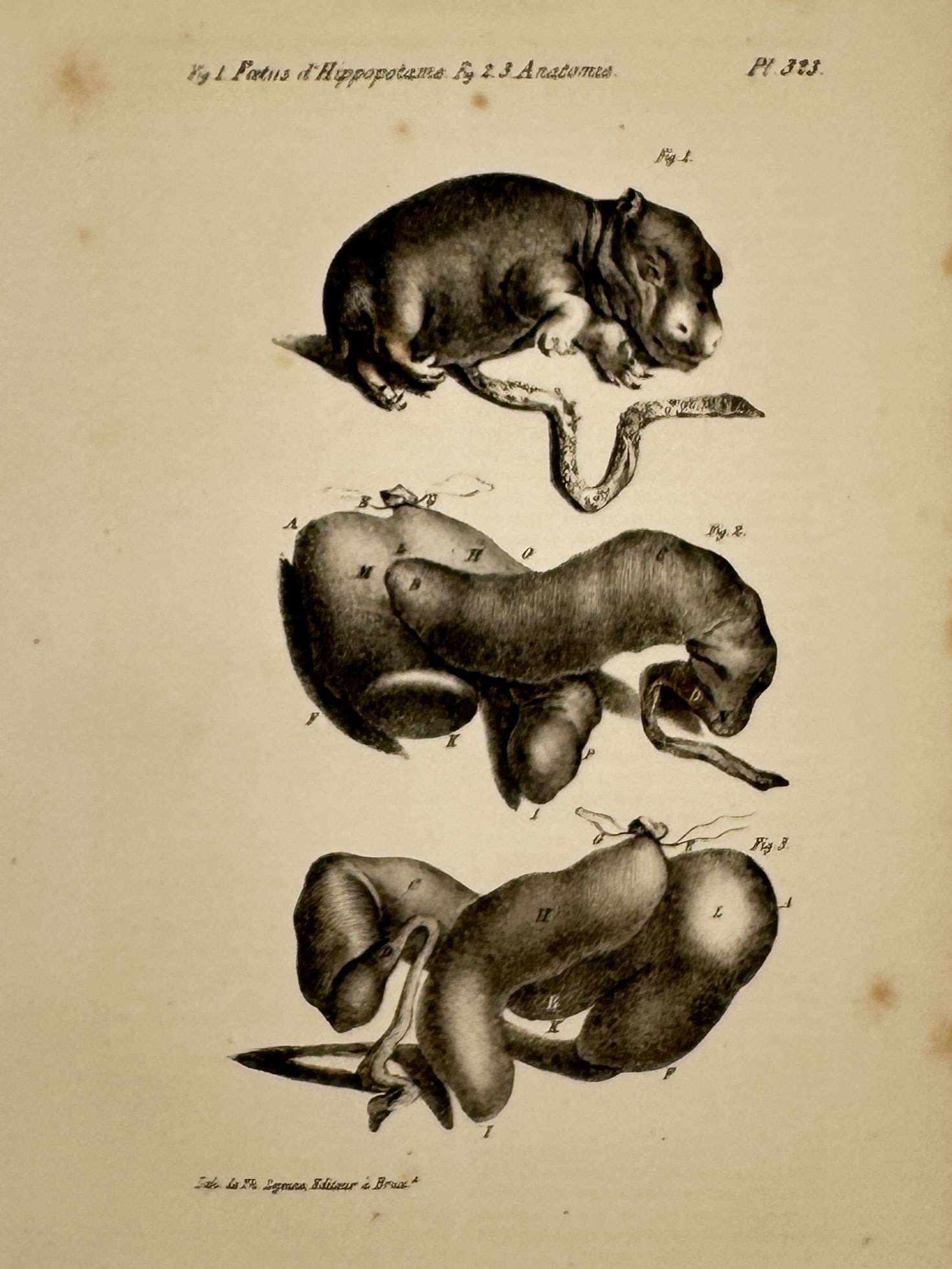 Georges-Louis Leclerc, Comte de Buffon – Anatomical Studies of a Hippopotamus Fetus: This print features detailed scientific Hand-colored Engravings documenting the embryonic development and internal anatomy of a hippopotamus. The plate includes three primary figures: the first depict