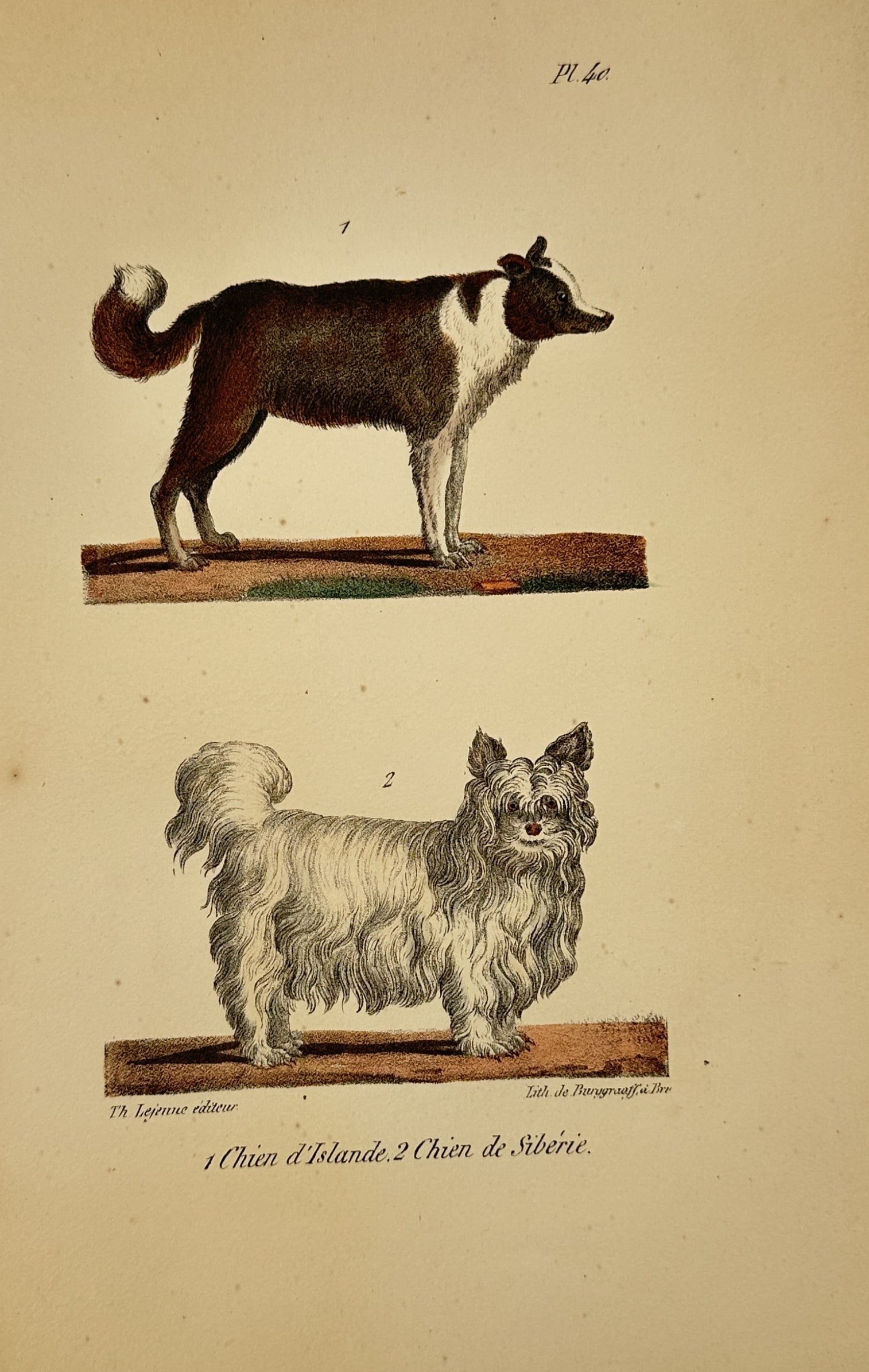Georges-Louis Leclerc, Comte de Buffon – Studies of the Iceland Dog and the Siberian Dog (1 of 2)