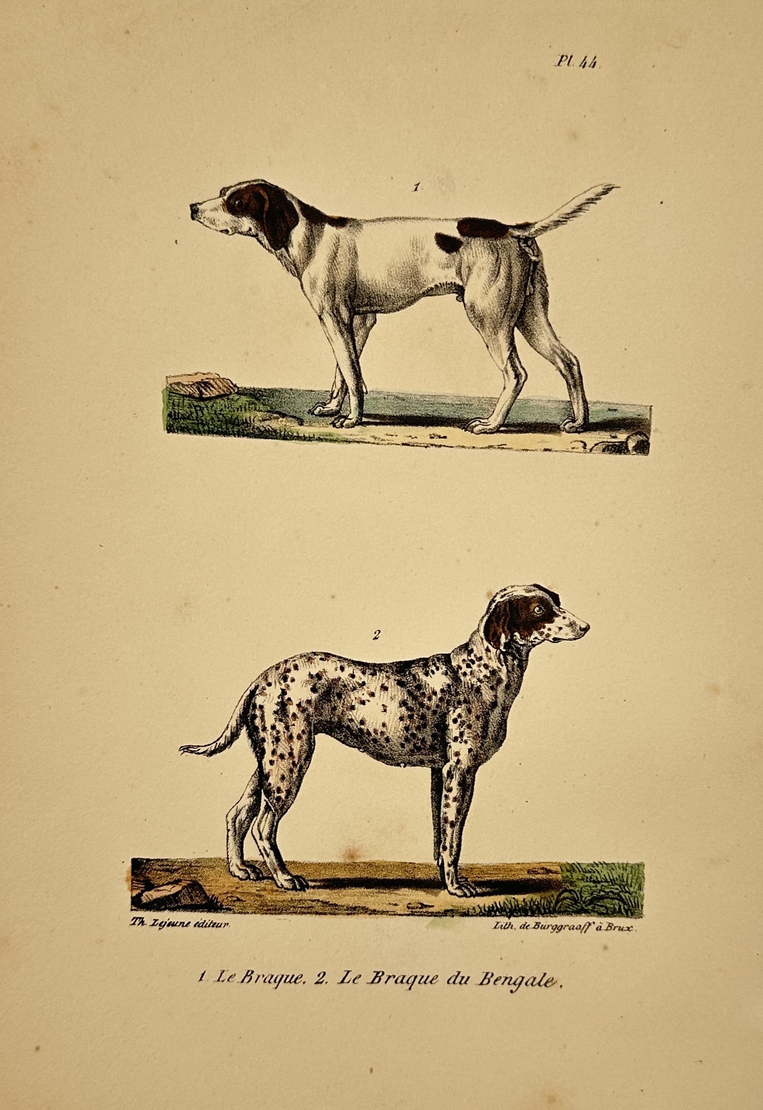 Georges-Louis Leclerc, Comte de Buffon – Studies of the Braque and the Bengal Braque (1 of 2)