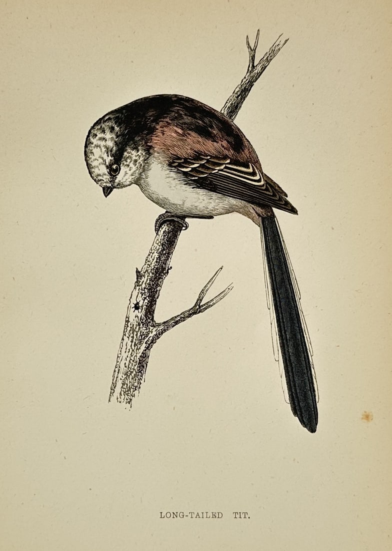 Francis Orpen Morris (1810–1893) – Long-Tailed Tit – Wood Engraving (1850s): This print features a natural history Hand-colored Engraving of a long-tailed tit, depicted perched horizontally on a textured, lichen-covered branch. The bird is rendered with fine detail to highligh