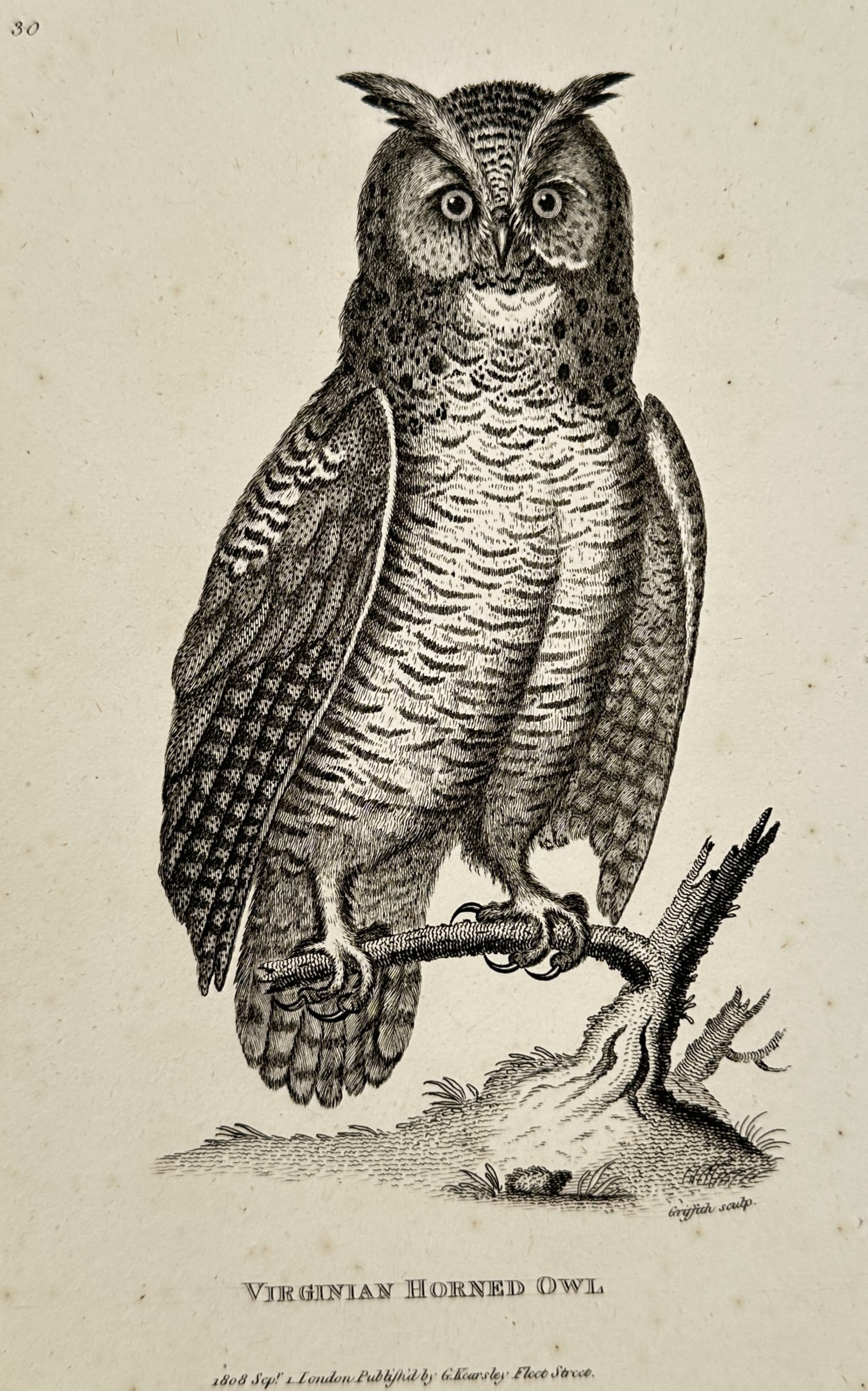 George Shaw (1751–1813) – Virginian Horned Owl – Engraving (1808): This print features a natural history Hand-colored Engraving of a Virginian Horned Owl (Great Horned Owl), depicted in a striking profile while perched on a gnarled branch. The owl is rendered with me