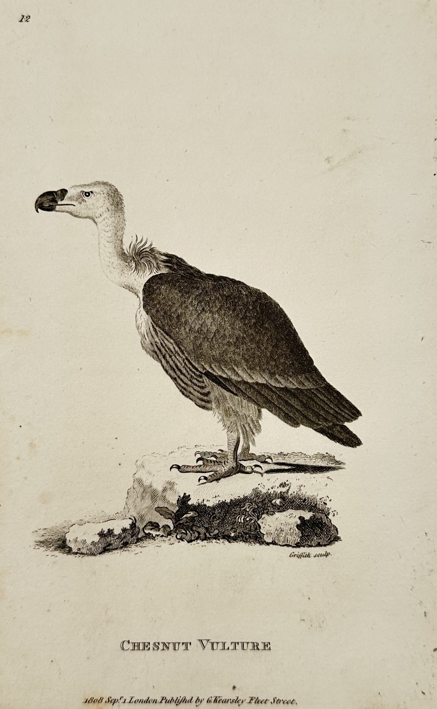George Shaw (1751–1813) – Chesnut Vulture – Engraving (1808): This print features a natural history Hand-colored Engraving of a Chesnut Vulture, depicted in profile standing upon a small, textured mound of earth. The bird is rendered with fine line work and stip