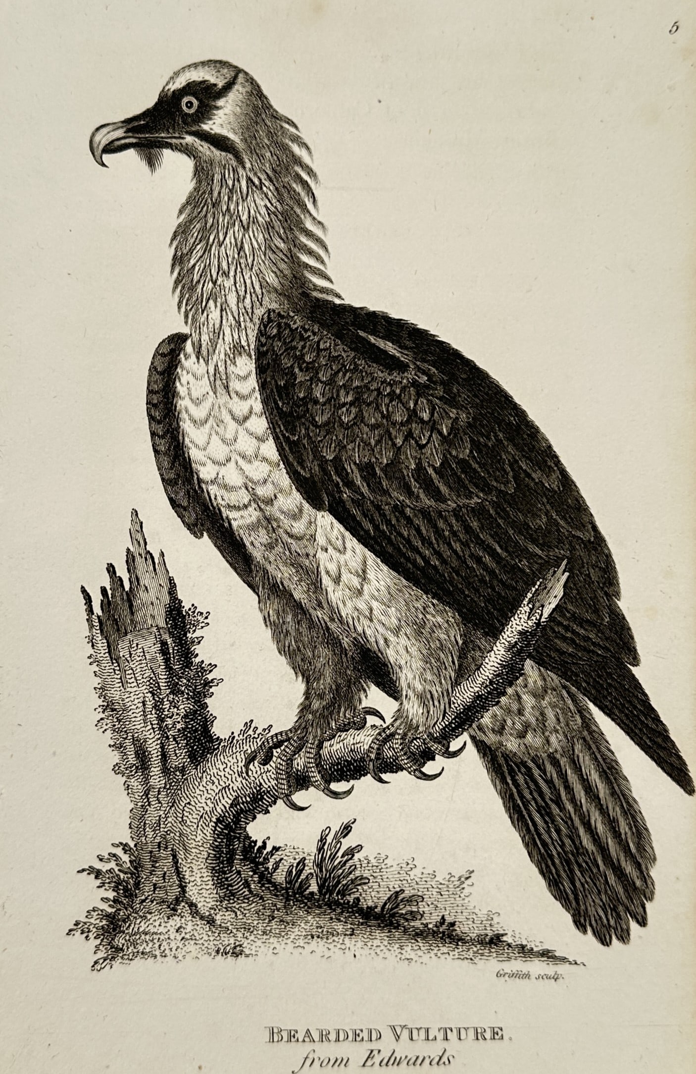 George Shaw (1751–1813) – Bearded Vulture upon a gnarled – Engraving (1808): This print features a natural history Hand-colored Engraving of a Bearded Vulture, depicted alertly perched upon a gnarled, mossy branch. The bird is rendered with meticulous line work and stippling t