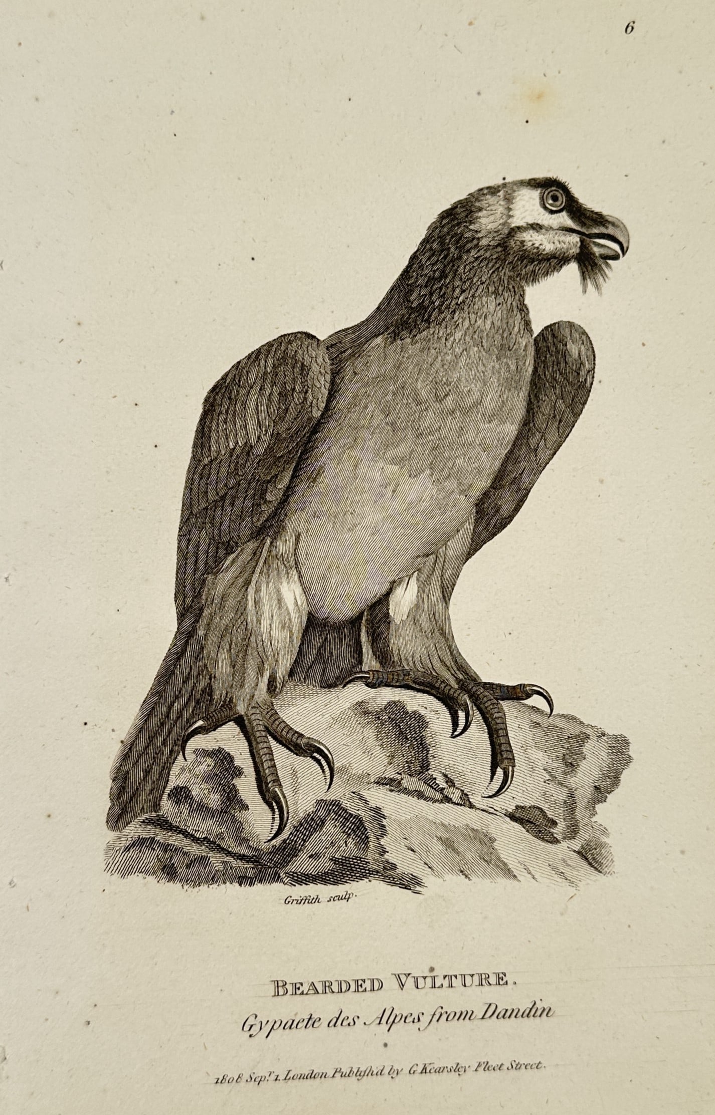 George Shaw (1751–1813) – Bearded Vulture (from Dandin) – Engraving (1808): This print features a natural history Hand-colored Engraving of a Bearded Vulture, depicted in profile while perched upon a rocky ledge. The bird is rendered with meticulous line work and stippling to