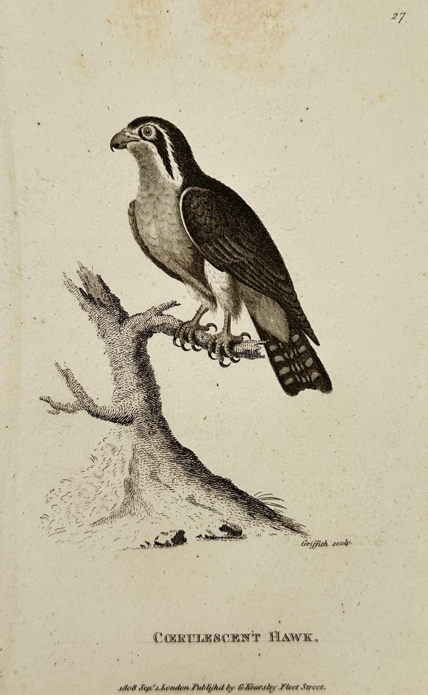 George Shaw (1751–1813) – Lammergeier – Engraving (1808) (1 of 2)