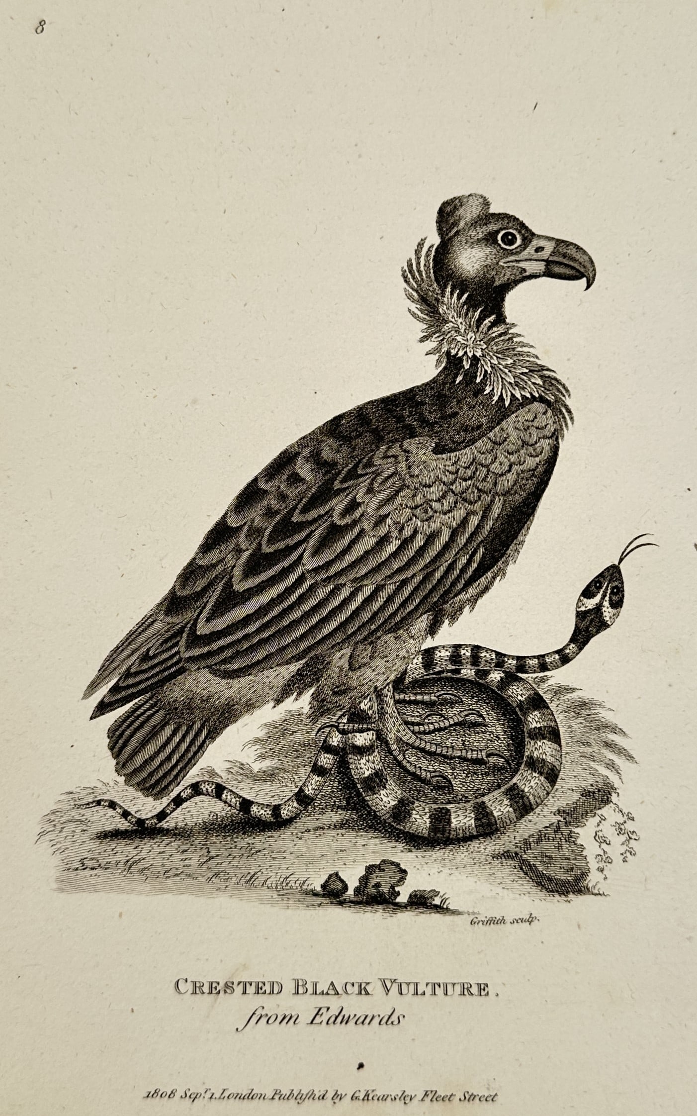 George Shaw (1751–1813) – Bearded Vulture – Engraving (1808): This print features a natural history Hand-colored Engraving of a Bearded Vulture, depicted in profile while perched upon a rocky outcrop. The bird is rendered with meticulous line work and stippling
