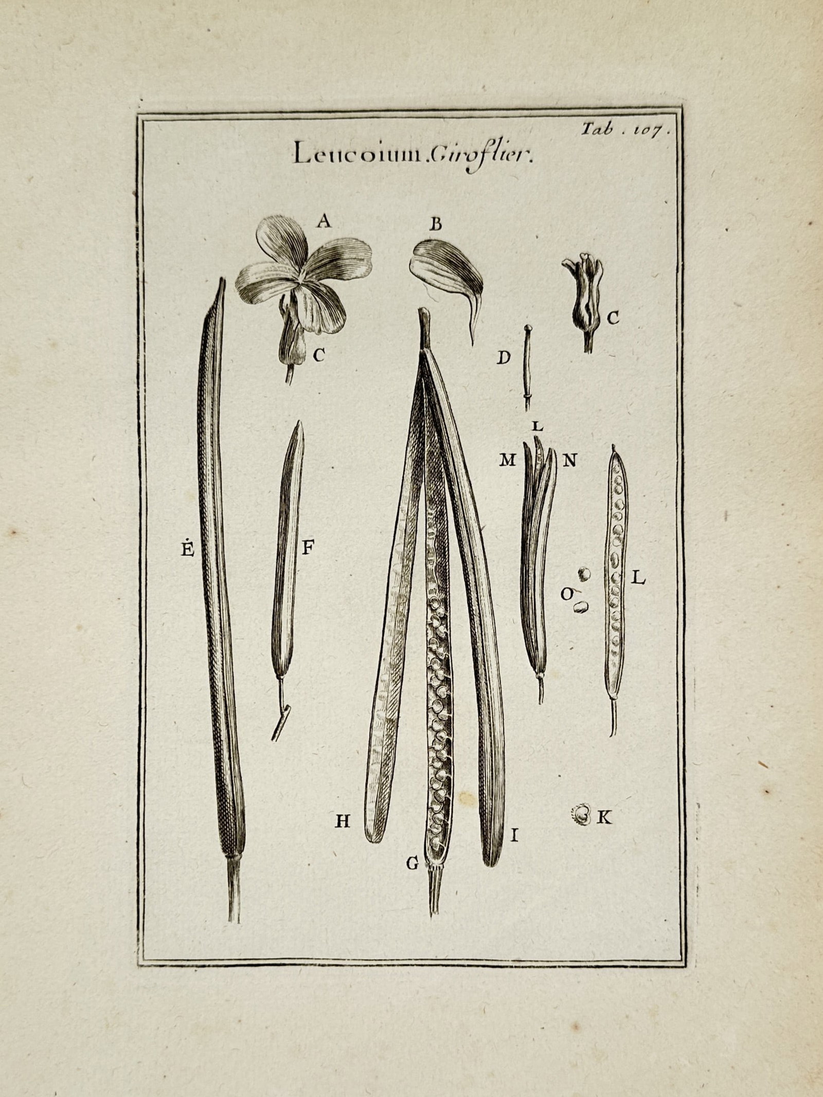 Joseph Pitton de Tournefort (1656–1708) – Leucoium Giroflier – Engraving (1719): This print features a detailed botanical Hand-colored Engraving of the Leucoium Giroflier (Wallflower), showcasing the plant's reproductive anatomy in various stages of development. The composition in