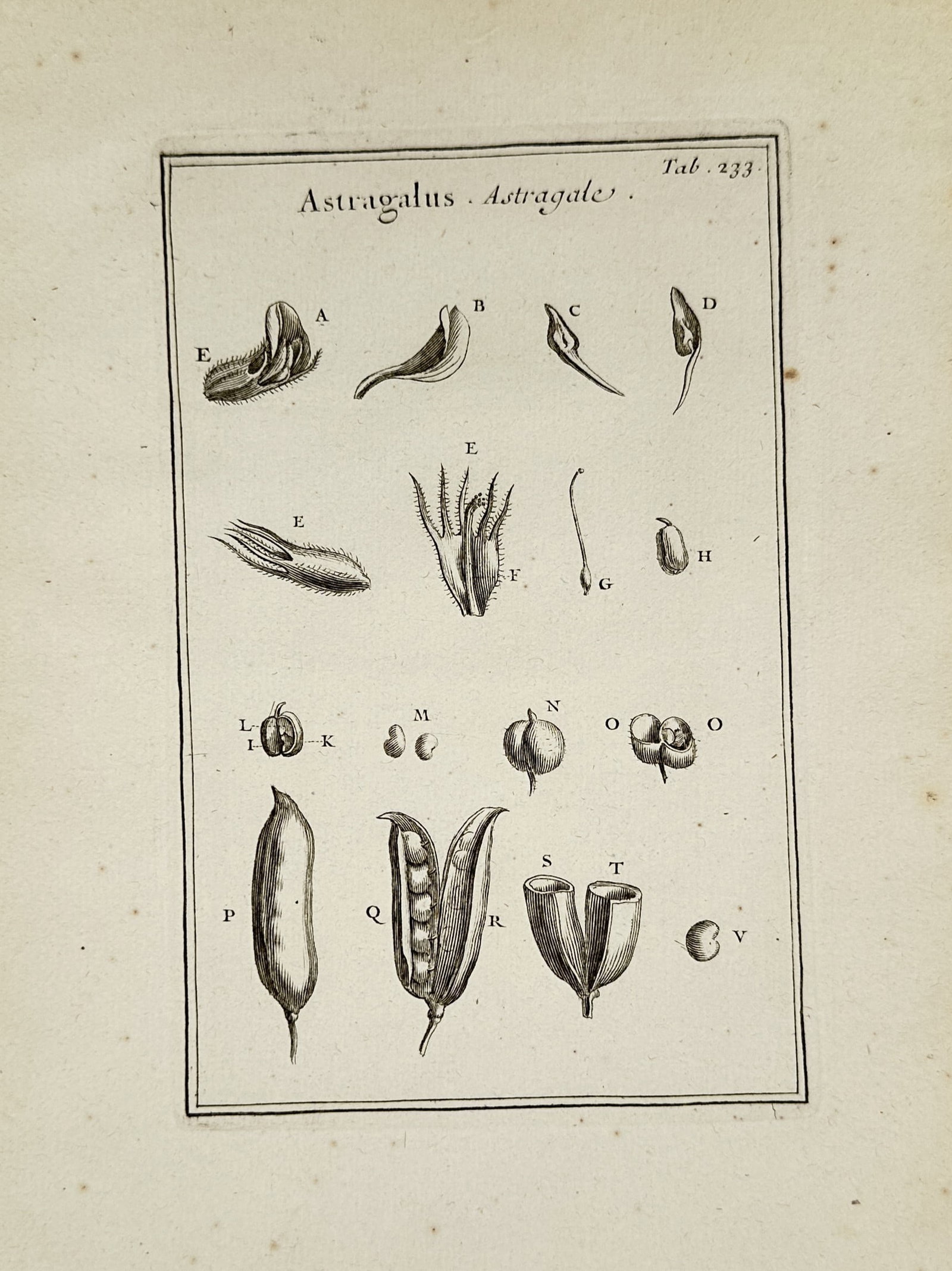 Joseph Pitton de Tournefort (1656–1708) – Astragalus Astragale – Engraving (1719): This print features a detailed botanical Hand-colored Engraving of Astragalus (Milk-vetch), showcasing the specialized reproductive structures of the plant. The composition includes several figures (l