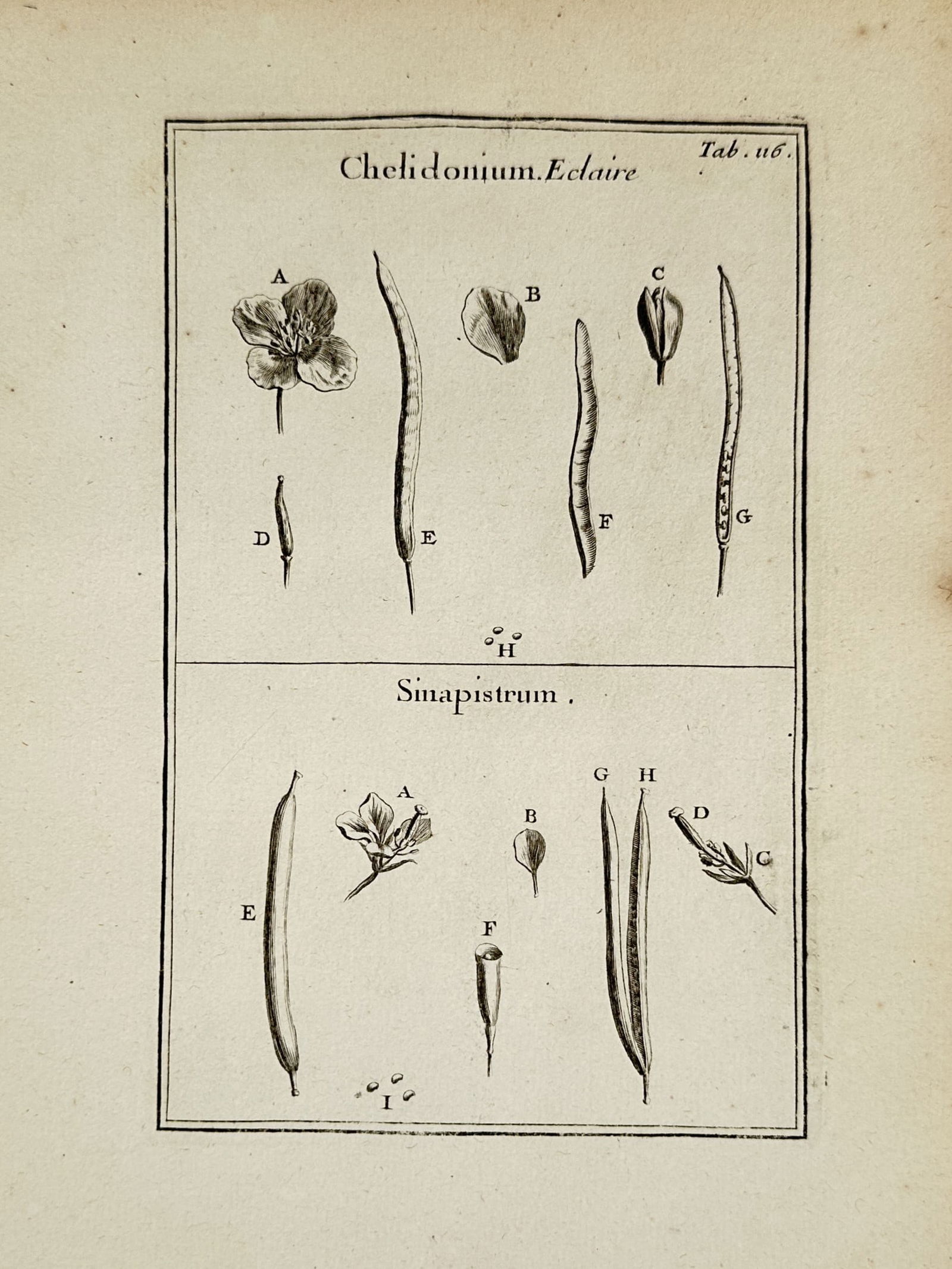 Joseph Pitton de Tournefort (1656–1708) – Chelidonium Eclaire and Sinapistrum – Engraving (1 of 2)