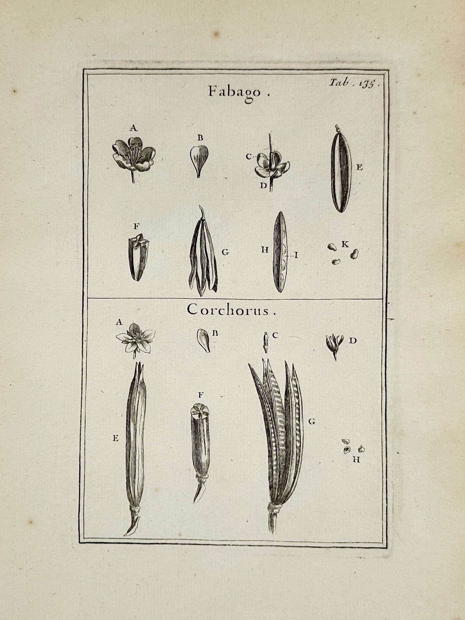 Joseph Pitton de Tournefort (1656–1708) – Fabago and Corchorus – Engraving (1719) (1 of 2)