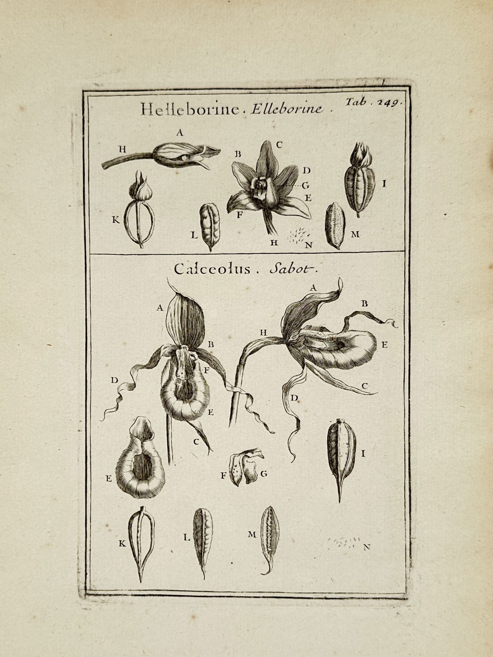 Joseph Pitton de Tournefort (1656–1708) – Helleborine and Calceolus – Engraving (1719) (1 of 2)