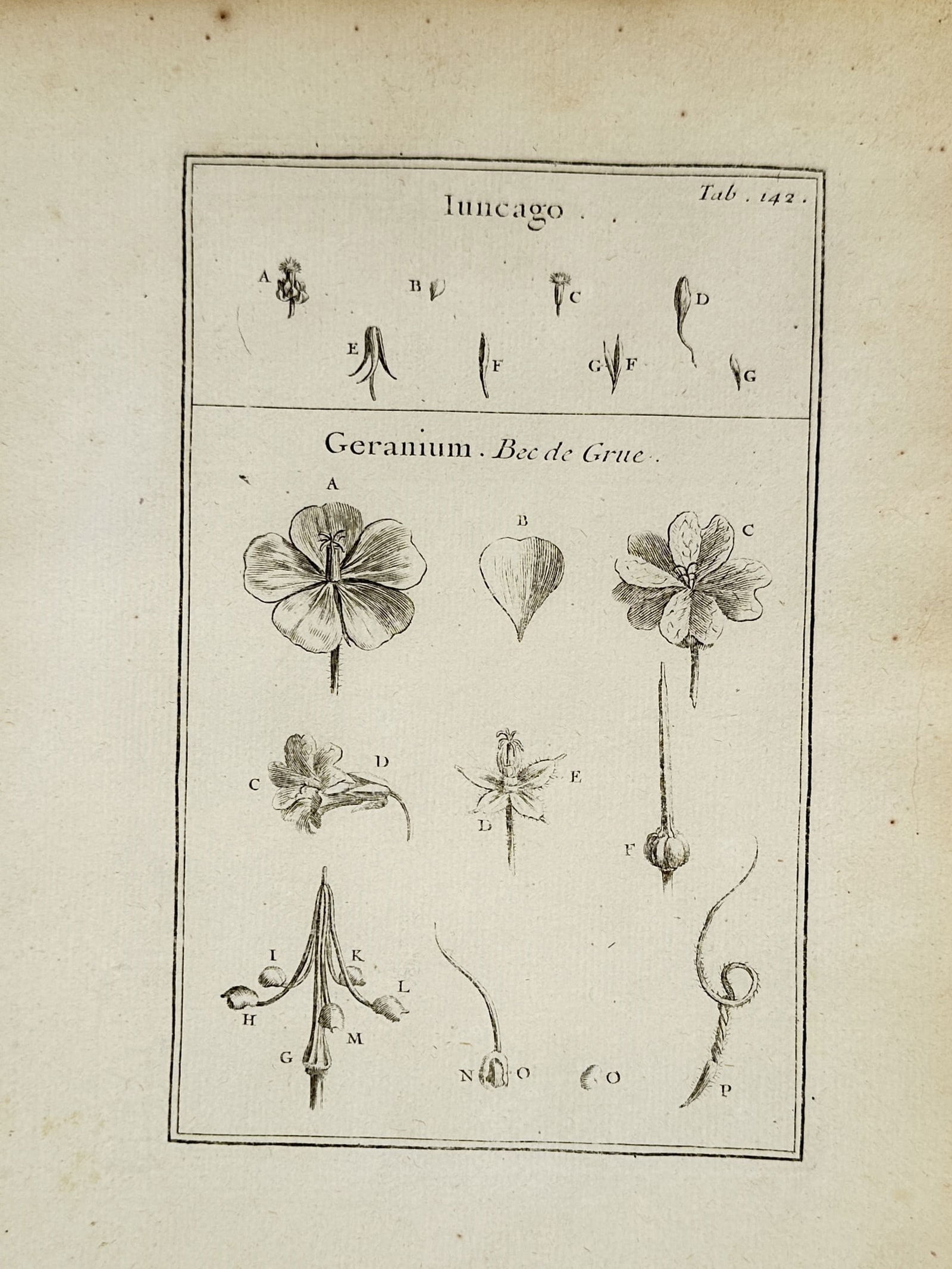 Joseph Pitton de Tournefort (1656–1708) – Juncago and Geranium – Engraving (1719) (1 of 2)