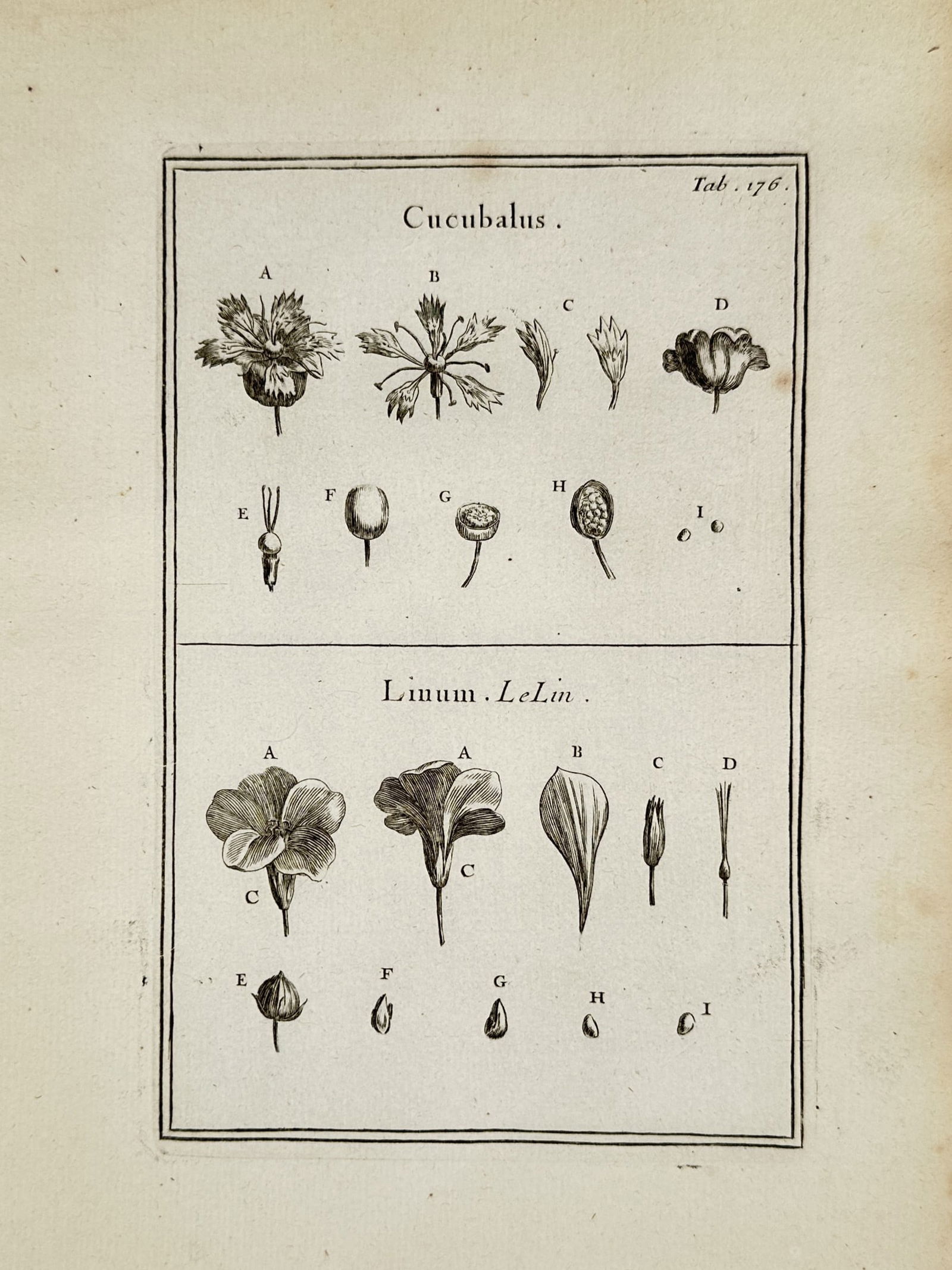 Joseph Pitton de Tournefort (1656–1708) – Cucubalus and Linum – Engraving (1719) (1 of 2)