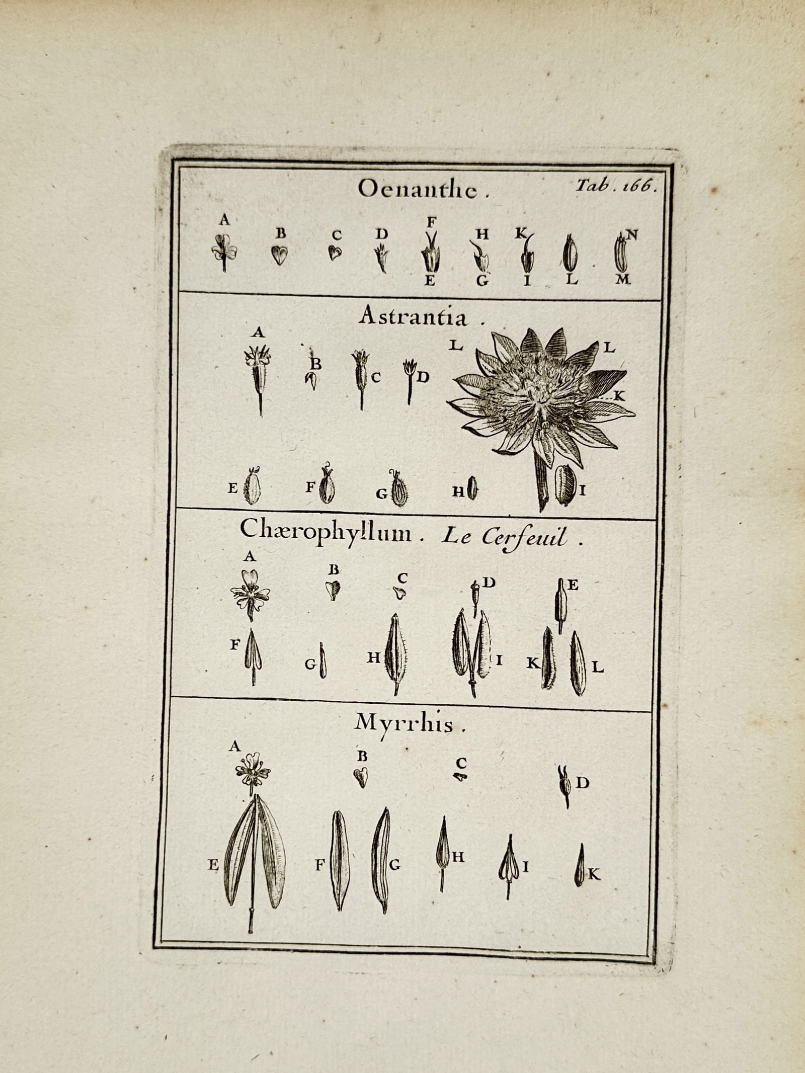 Joseph Pitton de Tournefort (1656–1708) – Oenanthe, Astrantia, Chaerophyllum, and Myrrhis – (1 of 2)