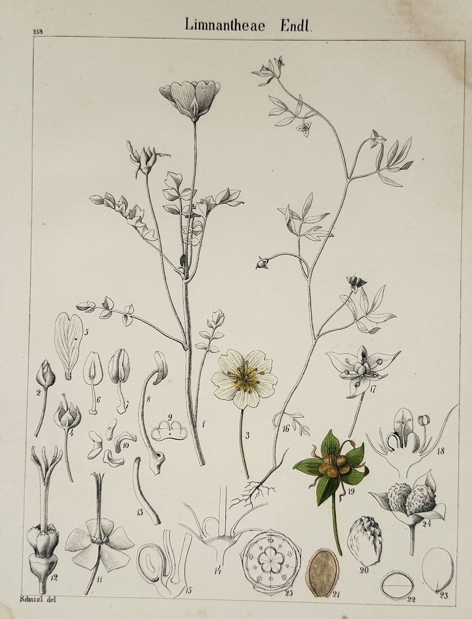 Adalbert Schnizlein (1814–1868) – Limnantheae – Hand-colored Engraving (1843) (1 of 1)
