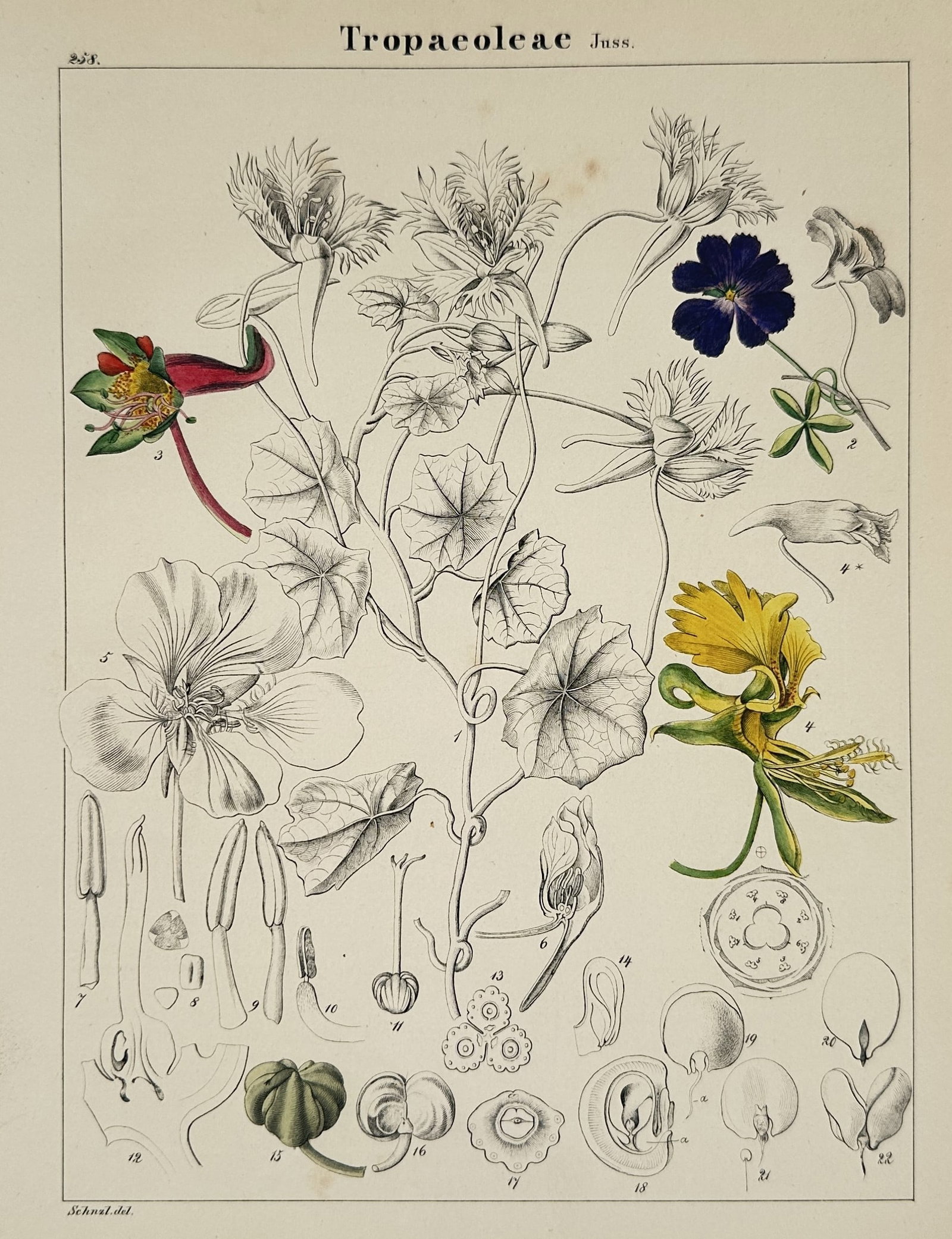 Adalbert Schnizlein (1814–1868) – Tropaeoleae – Hand-colored Engraving (1843): This print features a botanical study of the Tropaeoleae family, illustrating the creeping stems, peltate leaves, and spurred flowers of the nasturtium group. The composition includes detailed anatomi