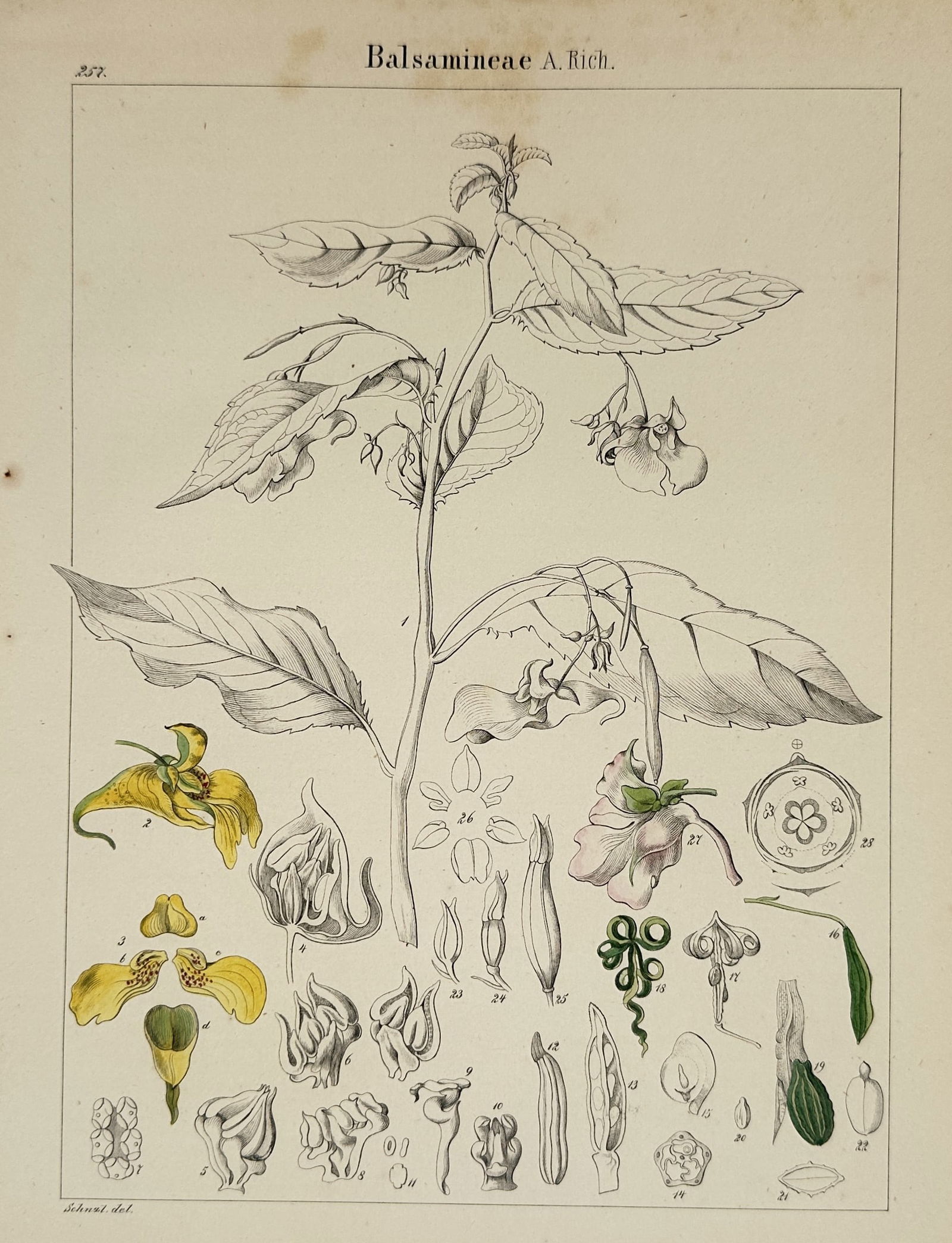 Adalbert Schnizlein (1814–1868) – Balsamineae – Hand-colored Engraving (1843) (1 of 2)