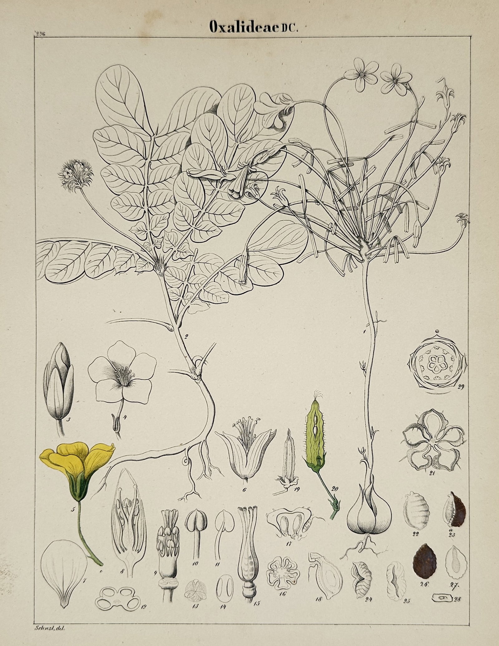 Adalbert Schnizlein (1814–1868) – Oxalideae – Hand-colored Engraving (1843): This print features a comprehensive botanical study of the Oxalideae family (Oxalis), displaying flowering stems, characteristic clover-like trifoliate leaves, and a vibrant yellow bloom alongside det
