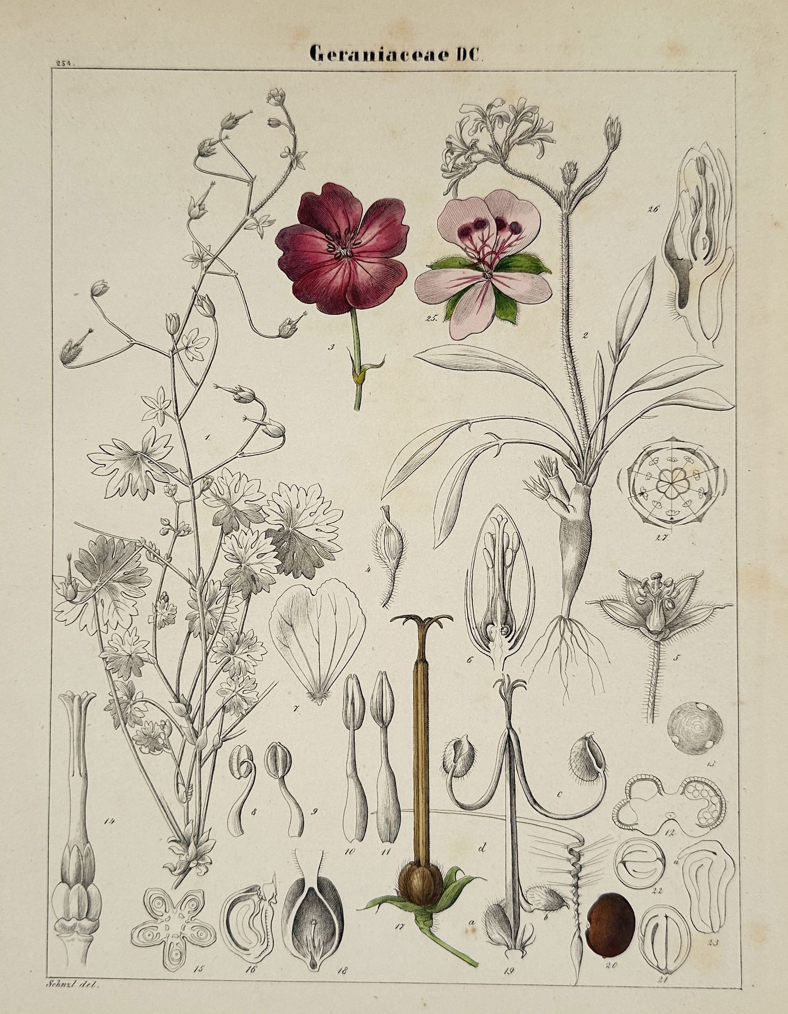 Adalbert Schnizlein (1814–1868) – Ledocarpeae – Hand-colored Engraving (1843) (1 of 2)