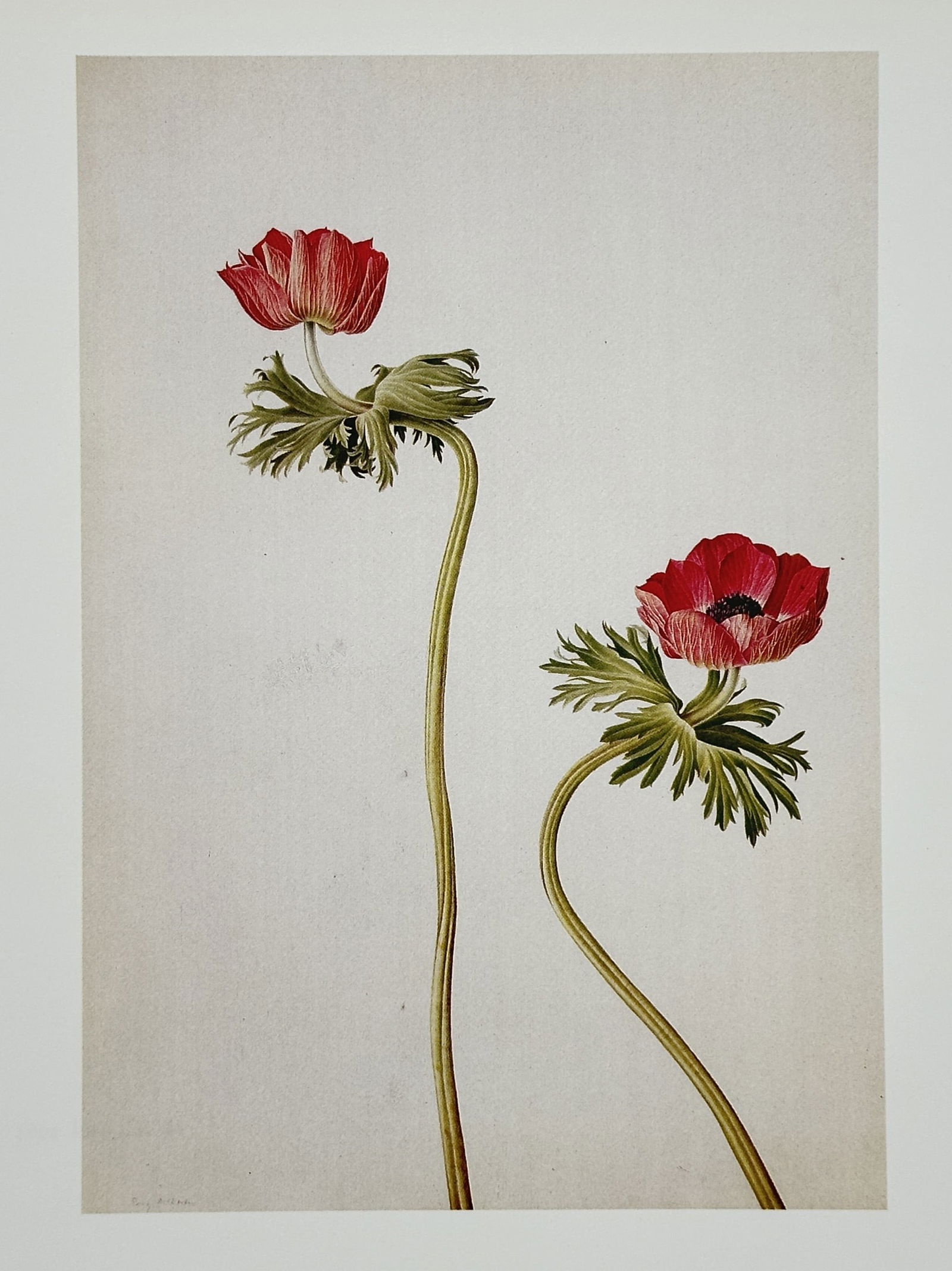 Rory McEwen (1932–1982), after – Anemones – Offset print (20th Century) (1 of 2)
