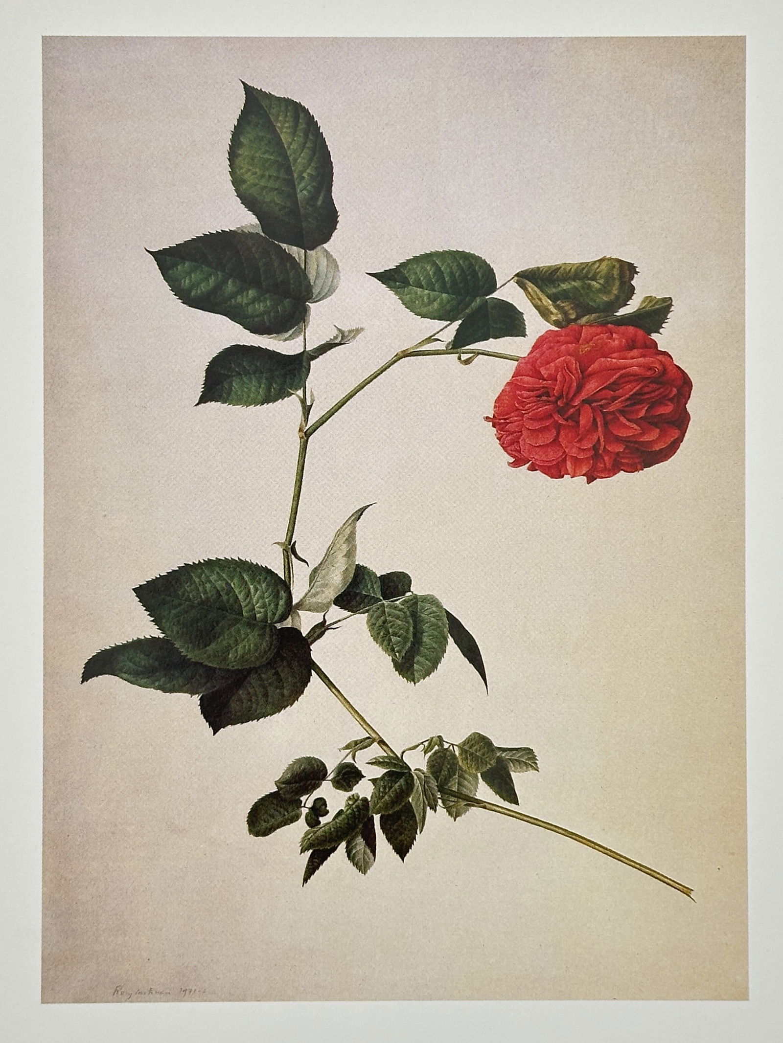 Rory McEwen (1932–1982), after – Red Rose – Offset print (20th Century) (1 of 2)