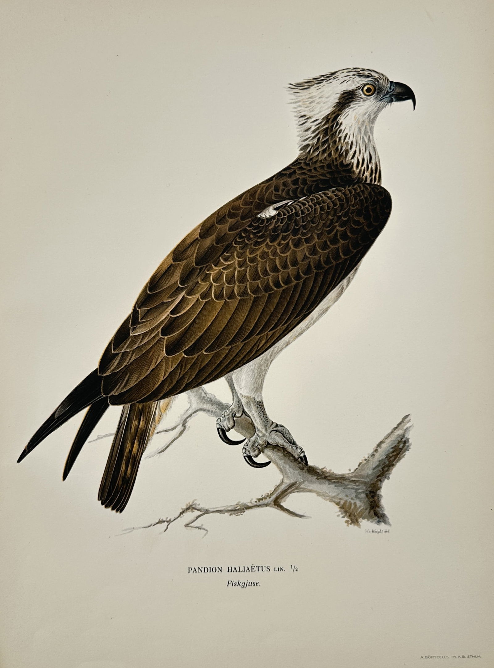 Wilhelm von Wright (1810–1887) – Osprey – Hand-colored engraving (1920s): This print features a detailed ornithological study of an Osprey (Pandion haliaetus), identified by its scientific name and the Swedish name Fiskgjuse. The bird is depicted in profile, perched on a we