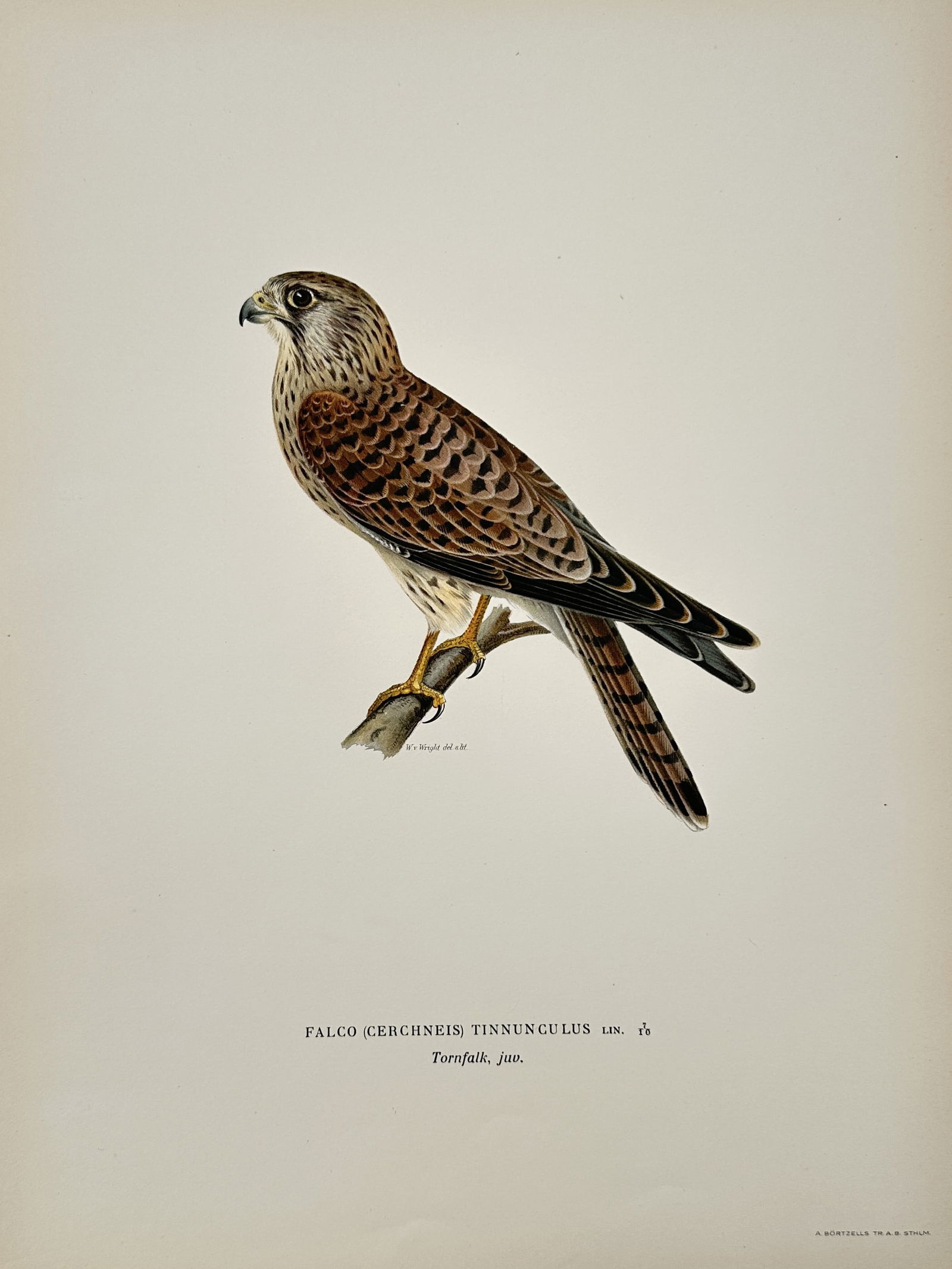 Wilhelm von Wright (1810–1887) – Common Kestrel – Hand-colored engraving (1920s): This print features a detailed ornithological study of a young Common Kestrel (Falco tinnunculus), identified by the scientific name Falco (Cerchneis) tinnunculus and the Swedish name Tornfalk, juv. T